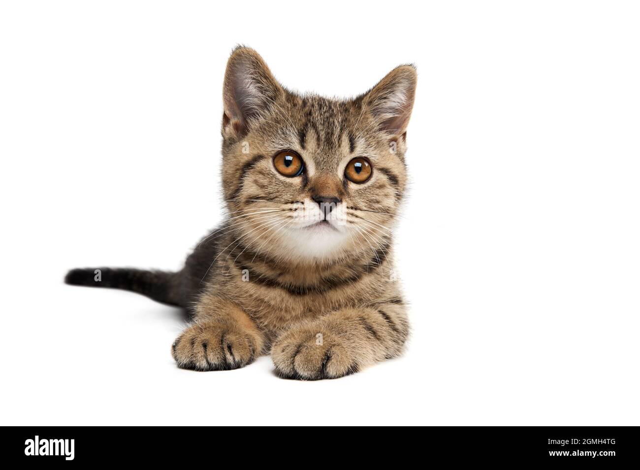 Ritratto di un gattino scozzese tabbato in posizione verticale. Isolare su bianco Foto Stock