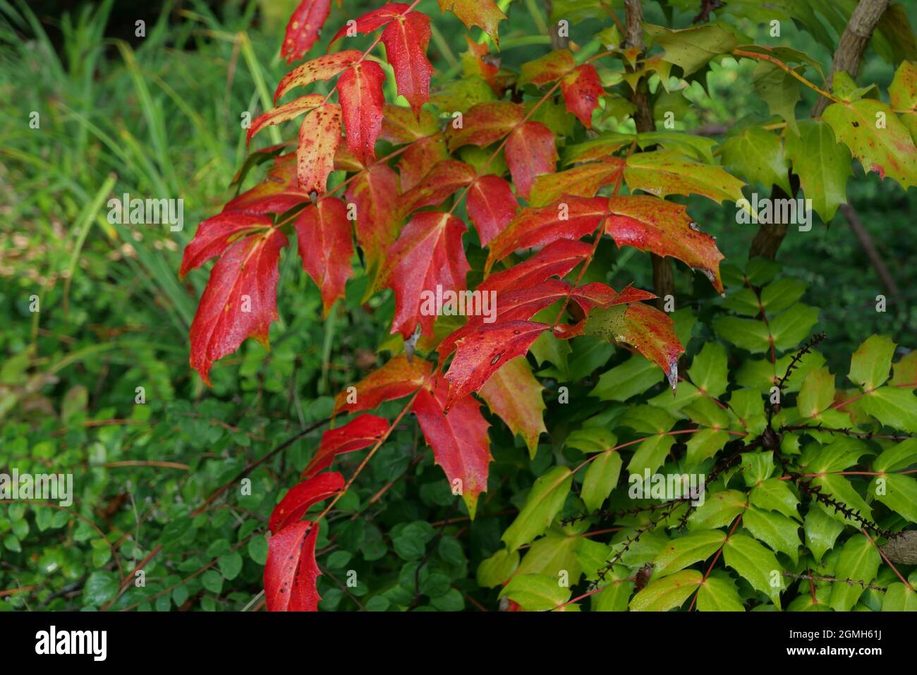 Mahonia japonica autunno inverno fogliame - sempreverdi giardino arbusto inverno fioritura Foto Stock