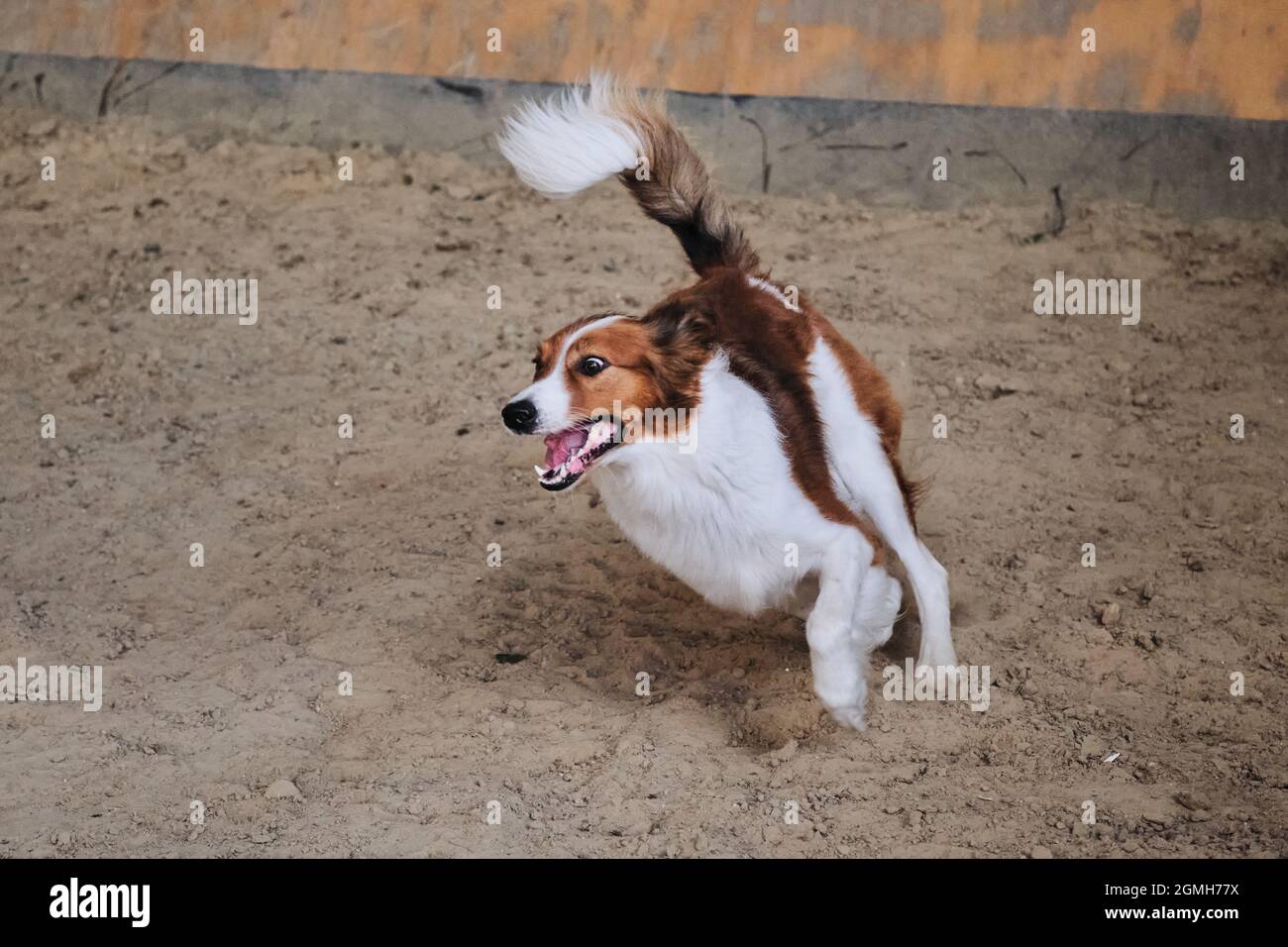 Gare di agilità, sport con cane per migliorare il contatto tra animale domestico e persona. Collie di bordo rosso e bianco scorre rapidamente attraverso la sabbia con faccia pazza a Foto Stock