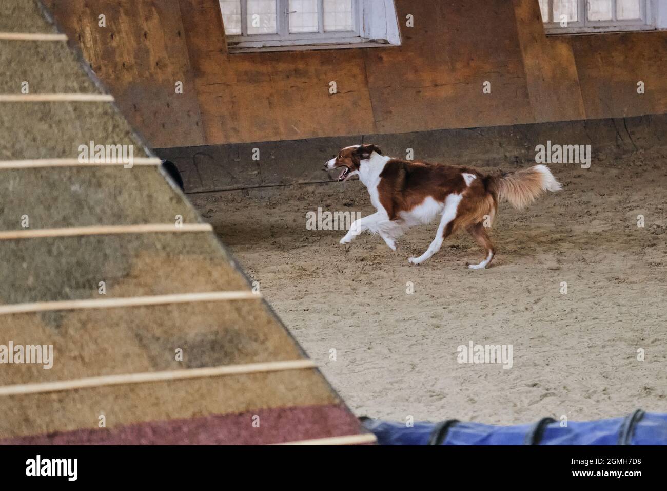 Gare di agilità, sport con cane per migliorare il contatto tra animale domestico e persona. Collie di bordo rosso e bianco scorre rapidamente attraverso la sabbia con faccia pazza a Foto Stock