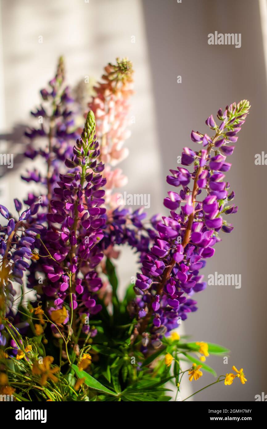 Fiore di lupino in fiore con fiori rosa-viola e blu. Pacchetto di lupini estate fiore sfondo. Fiori a casa su un davanzale. Molla viola Foto Stock