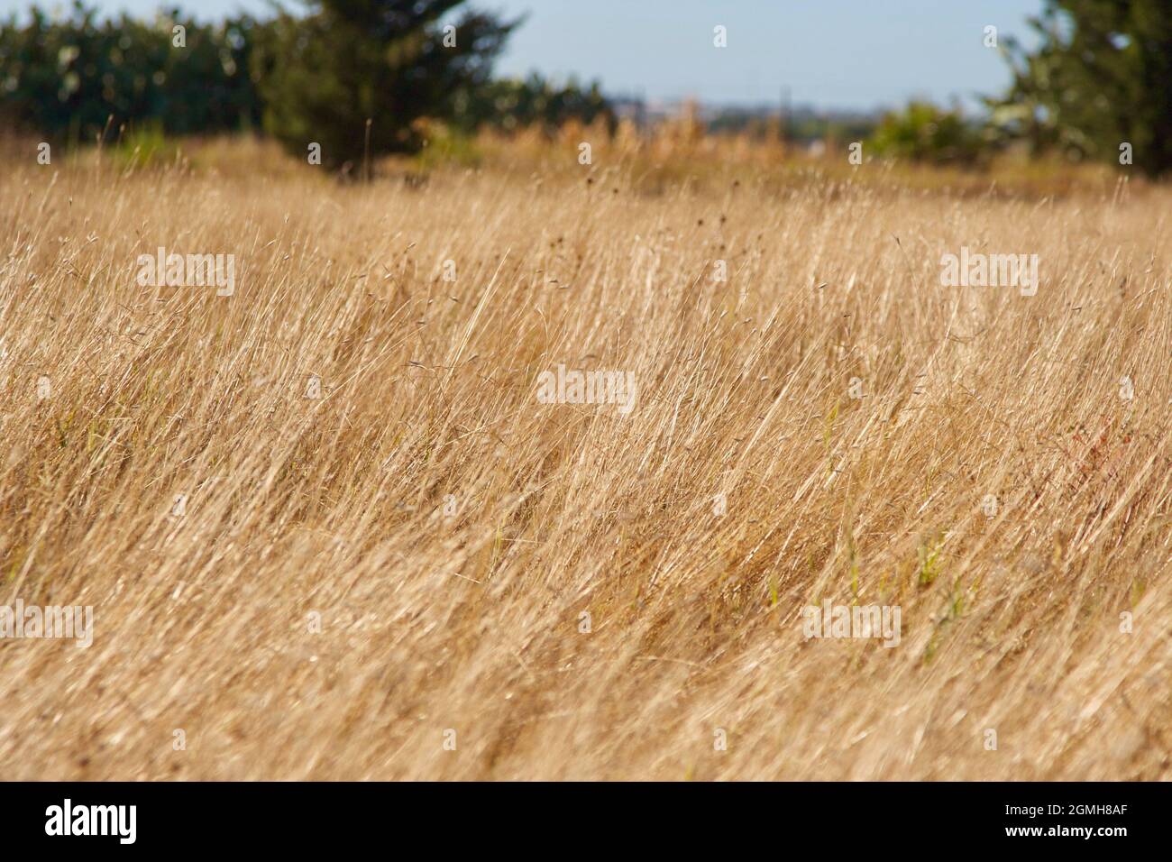 bel campo di cereali di grano al sole Foto Stock