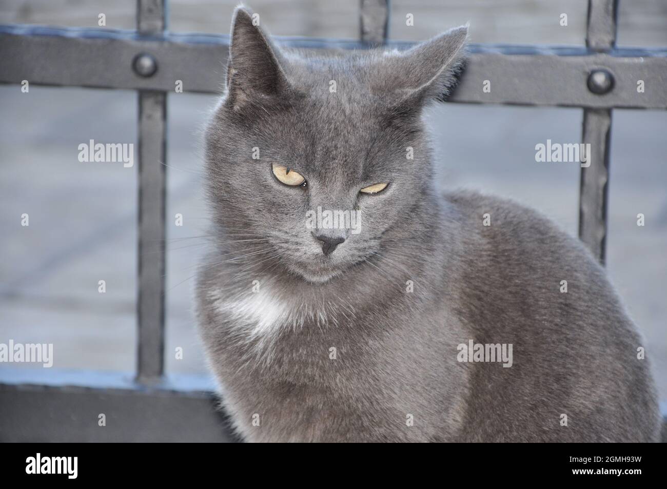 Profilo gatto shorthair britannico. Gatto seduto sul cancello anteriore della sua casa. Foto Stock