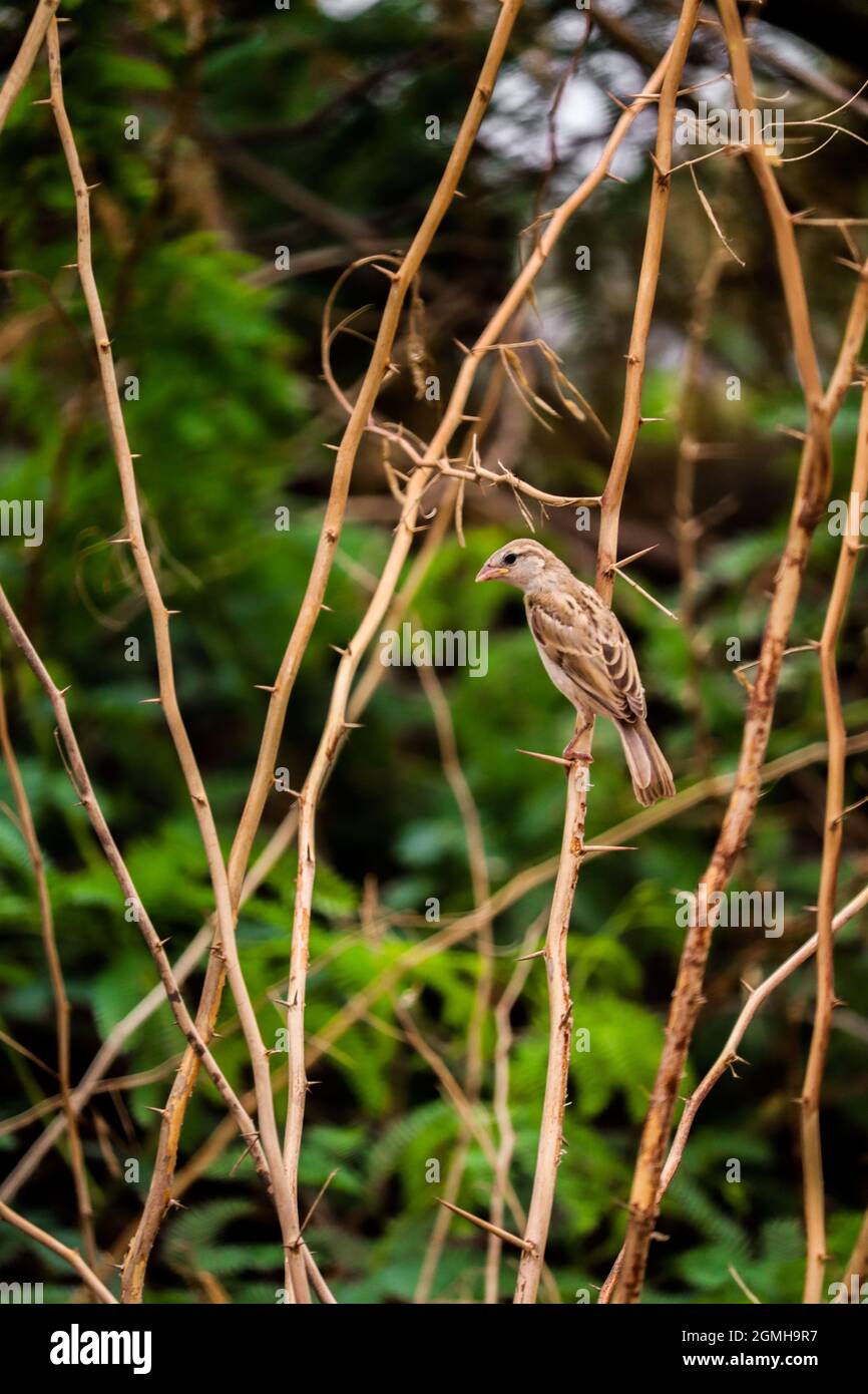 Sparrow alla ricerca di cibo per i loro bambini Foto Stock Sparrow alla ricerca di cibo per i loro bambini Foto Stock