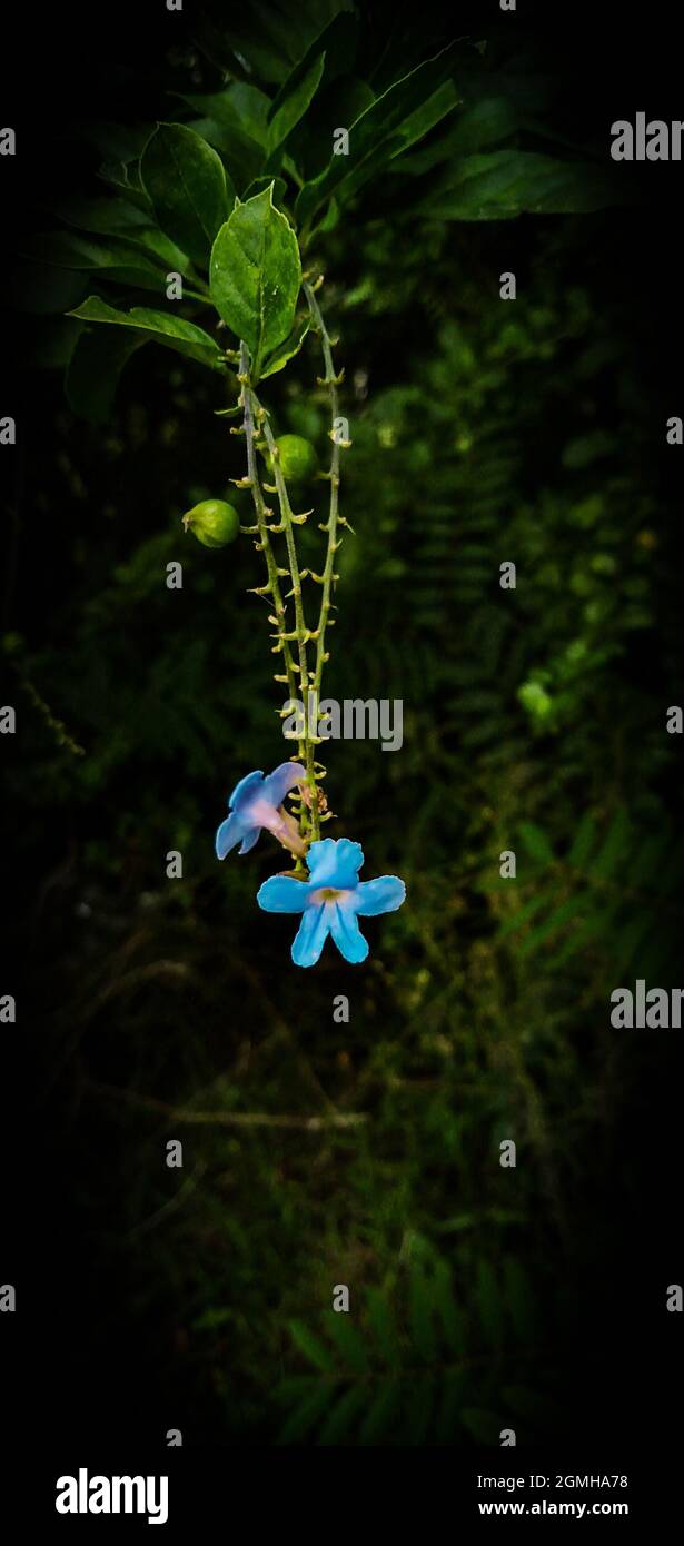 Tipi diversi di fiori Foto Stock