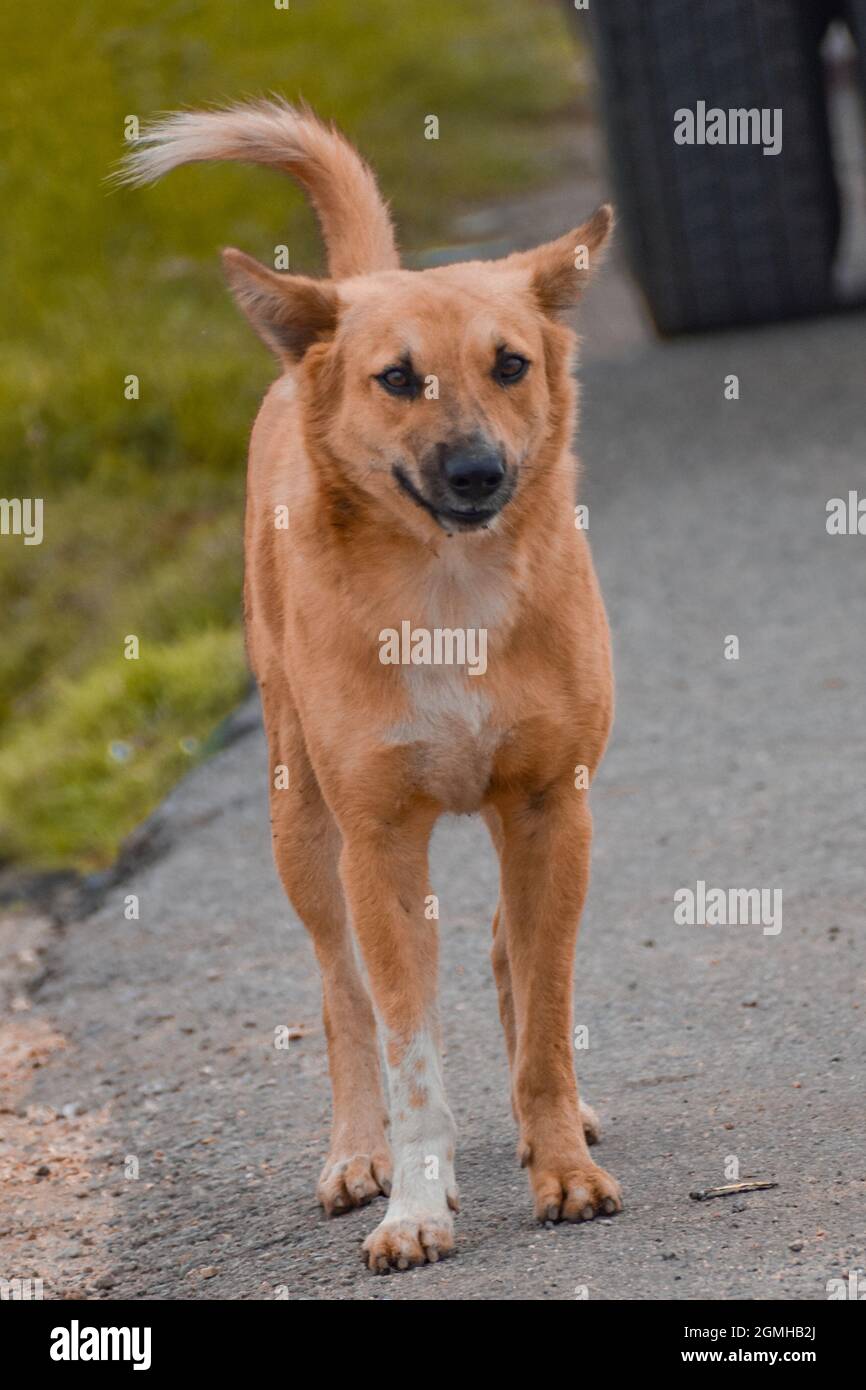 Cani Foto Stock