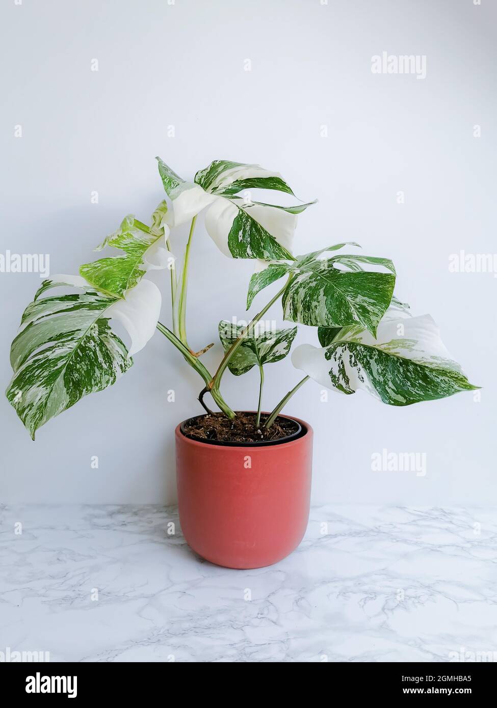 Monstera albo borsigiana o monstera variegata, pianta piena in piantatrice su sfondo bianco. Pianta rara e costosa. Foto Stock