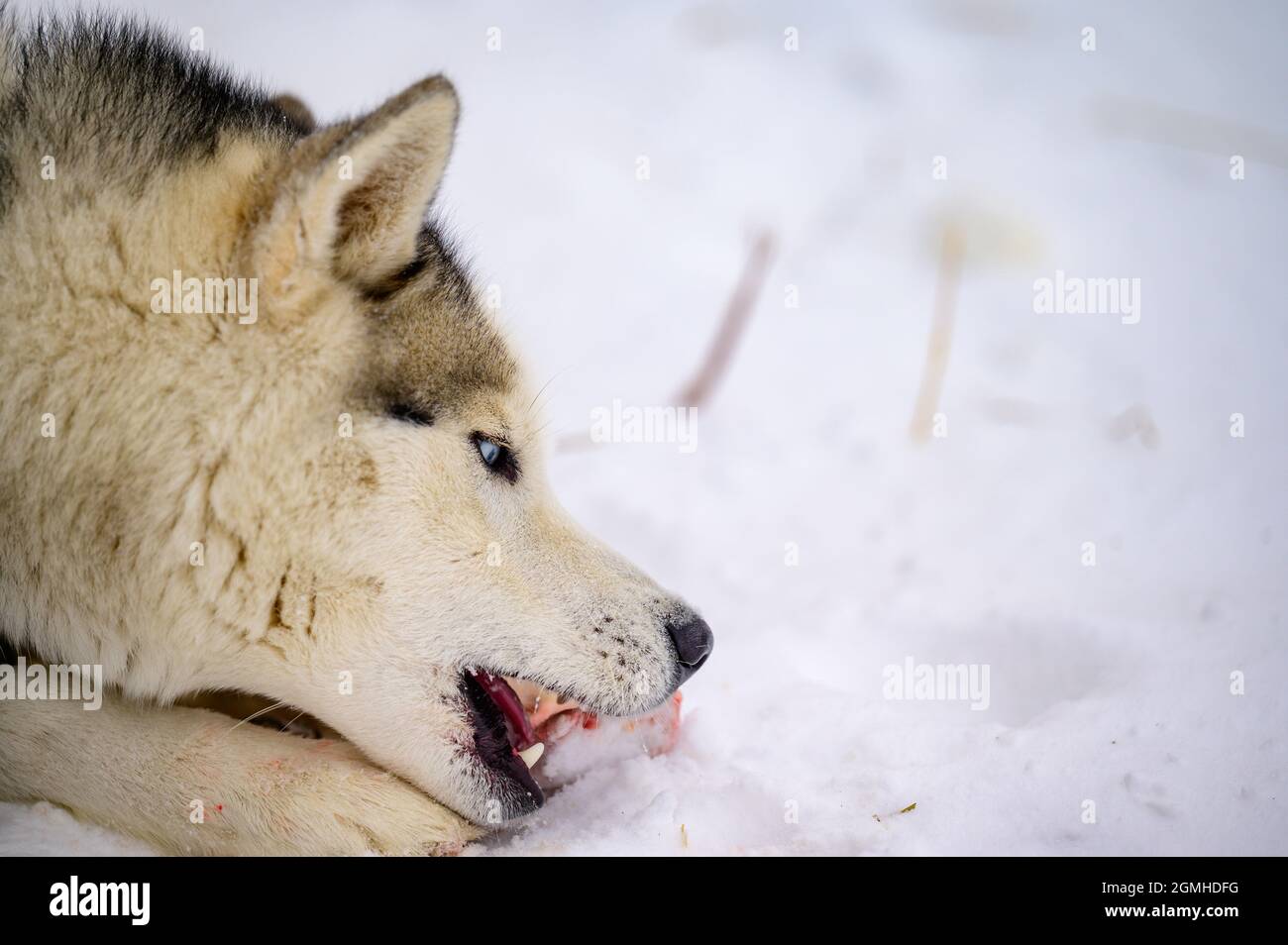 Husky gnaws osso grezzo, cibo per cani, inverno e cane, osso con carne e sangue, predatore affamato. Foto Stock