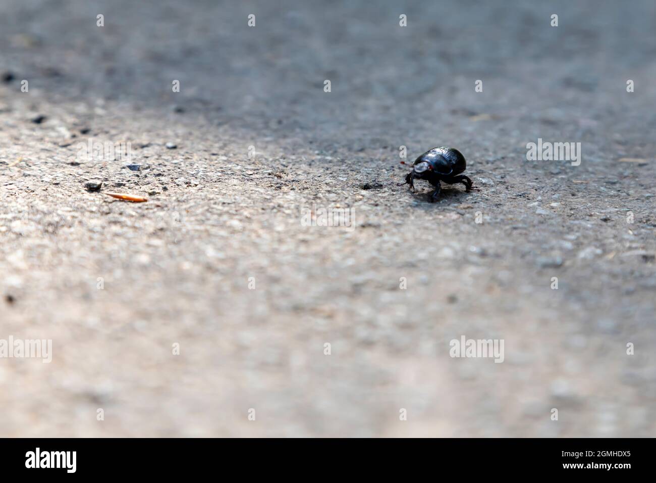 Anoplotrupes stercorosus, scarabeo nero su asfalto Foto Stock