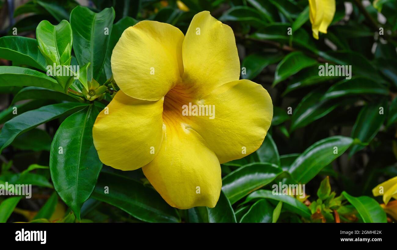 Golden Trumpet fiore che cresce in un giardino Gold Coast Queensland Foto Stock