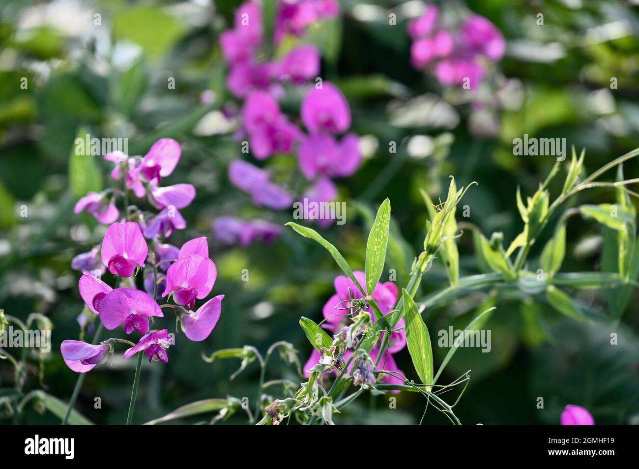 Piselli dolci, famiglia Lathyrus odoratus Fabaceae, Sidcup, Kent. REGNO UNITO Foto Stock