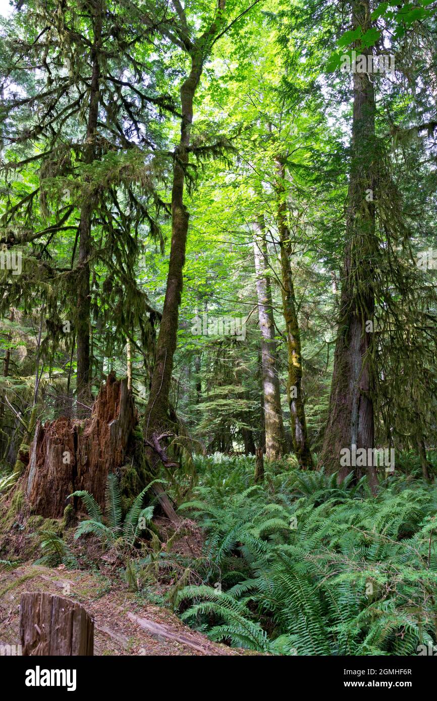 Foreste in Cathedral Grove sull'isola di Vancouver, British Columbia, Canada Foto Stock