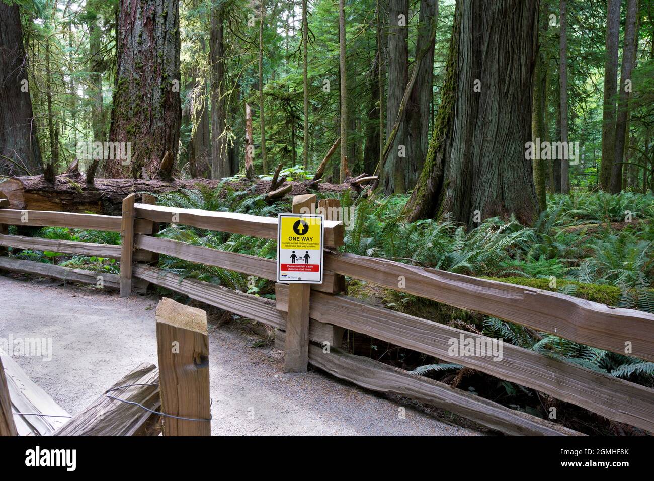 Percorso attraverso le foreste di Cathedral Grove sull'isola di Vancouver, British Columbia Canada. Foto Stock