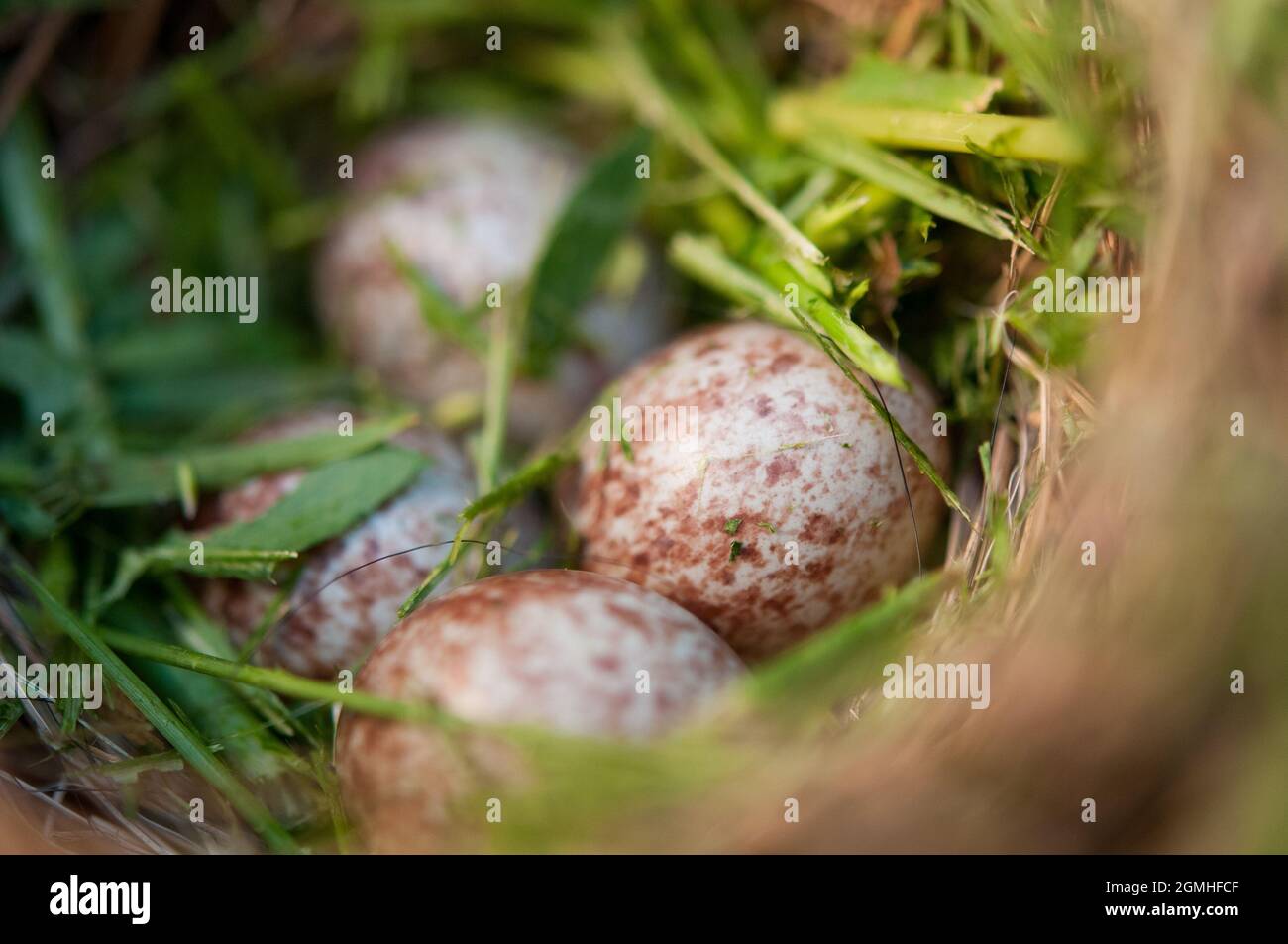 Uova di Songbird nel nido Foto Stock