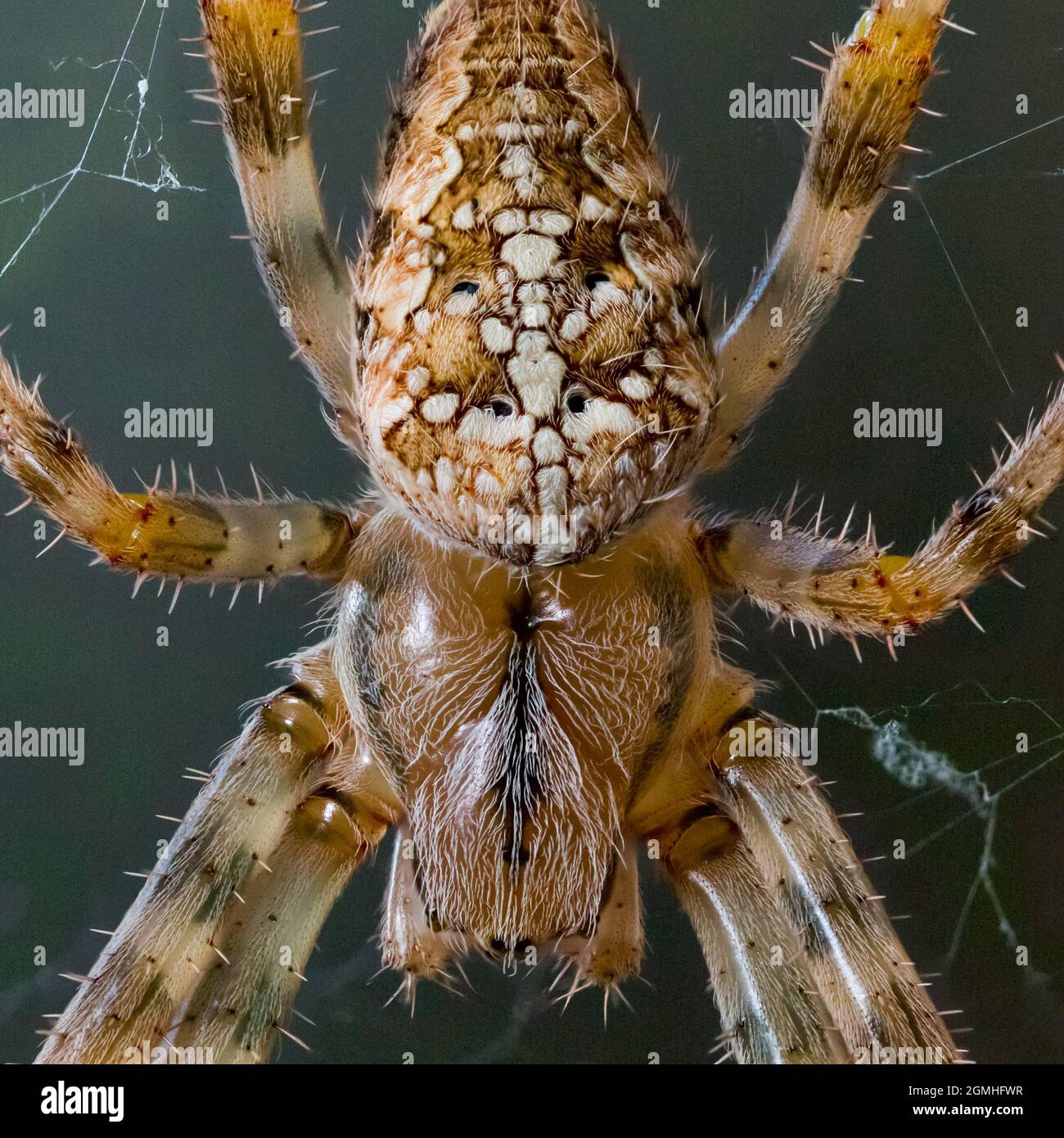 Macro primo piano del ragno da giardino (Araneus diadematus) Foto Stock