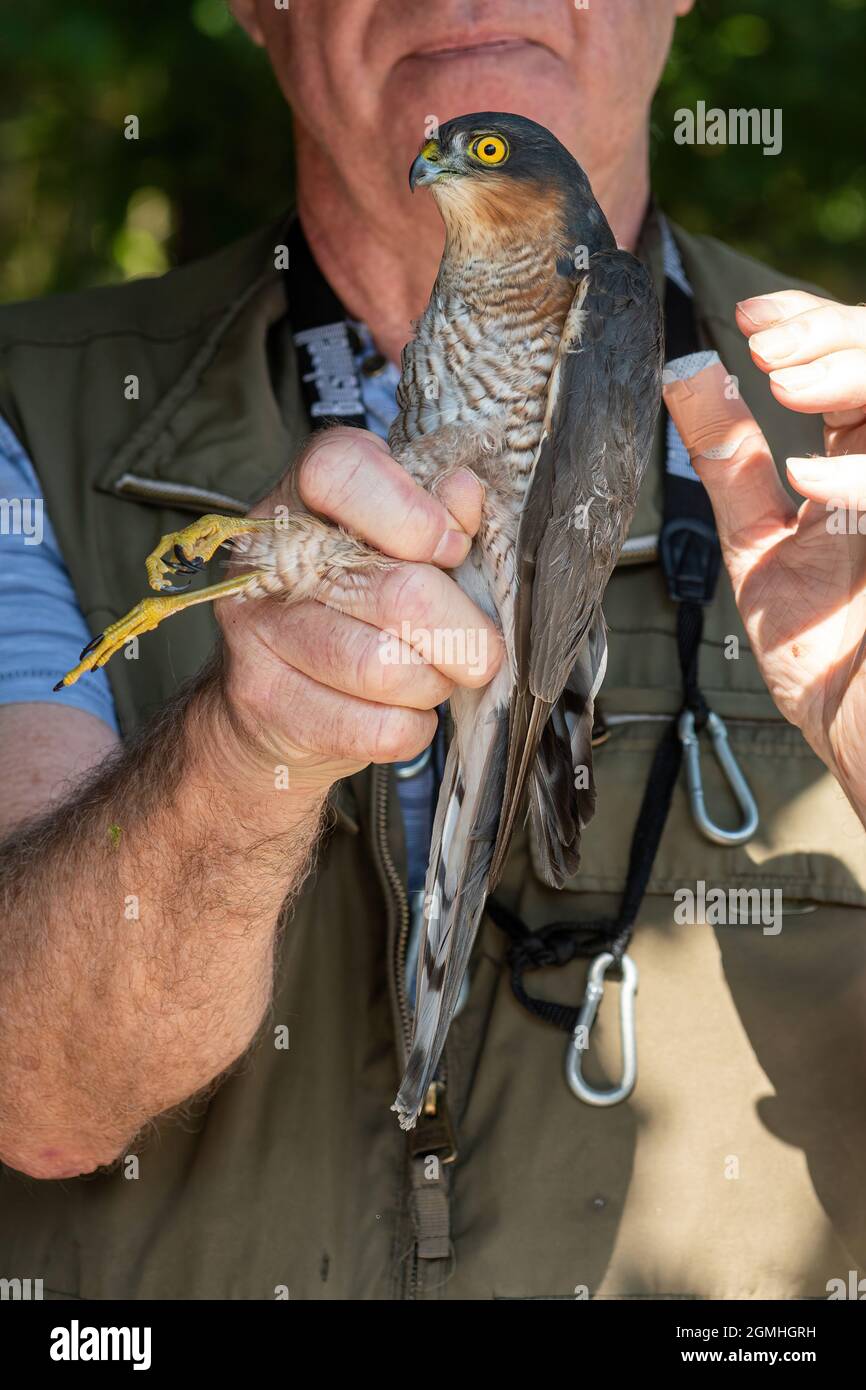 Bird ringer mettere un anello per le gambe su uno sparrowwhawk maschio (Accipiter nisus), uccello che squilla, Regno Unito Foto Stock
