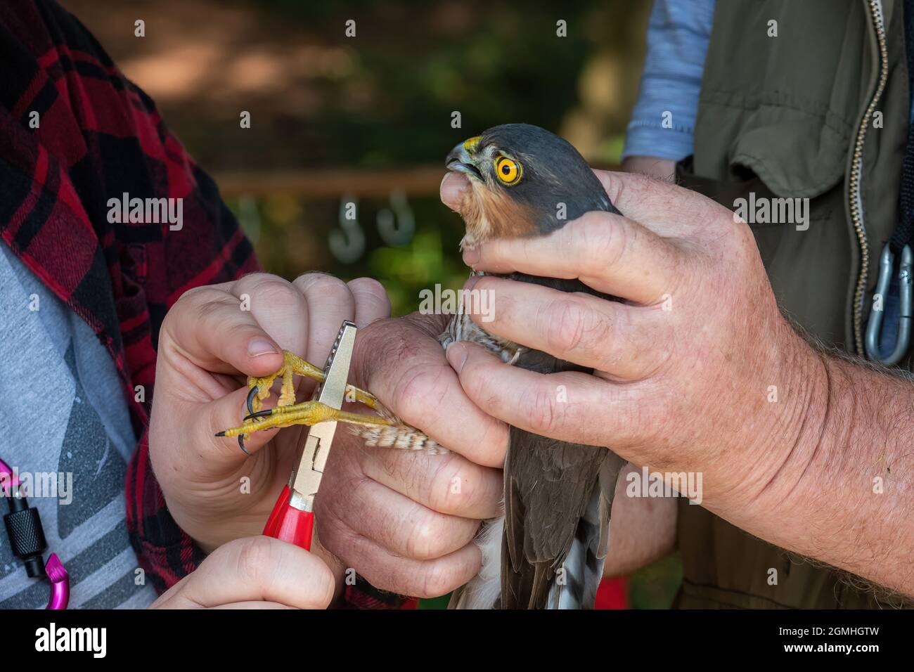 Bird ringer mettere un anello per le gambe su uno sparrowwhawk maschio (Accipiter nisus), uccello che squilla, Regno Unito Foto Stock