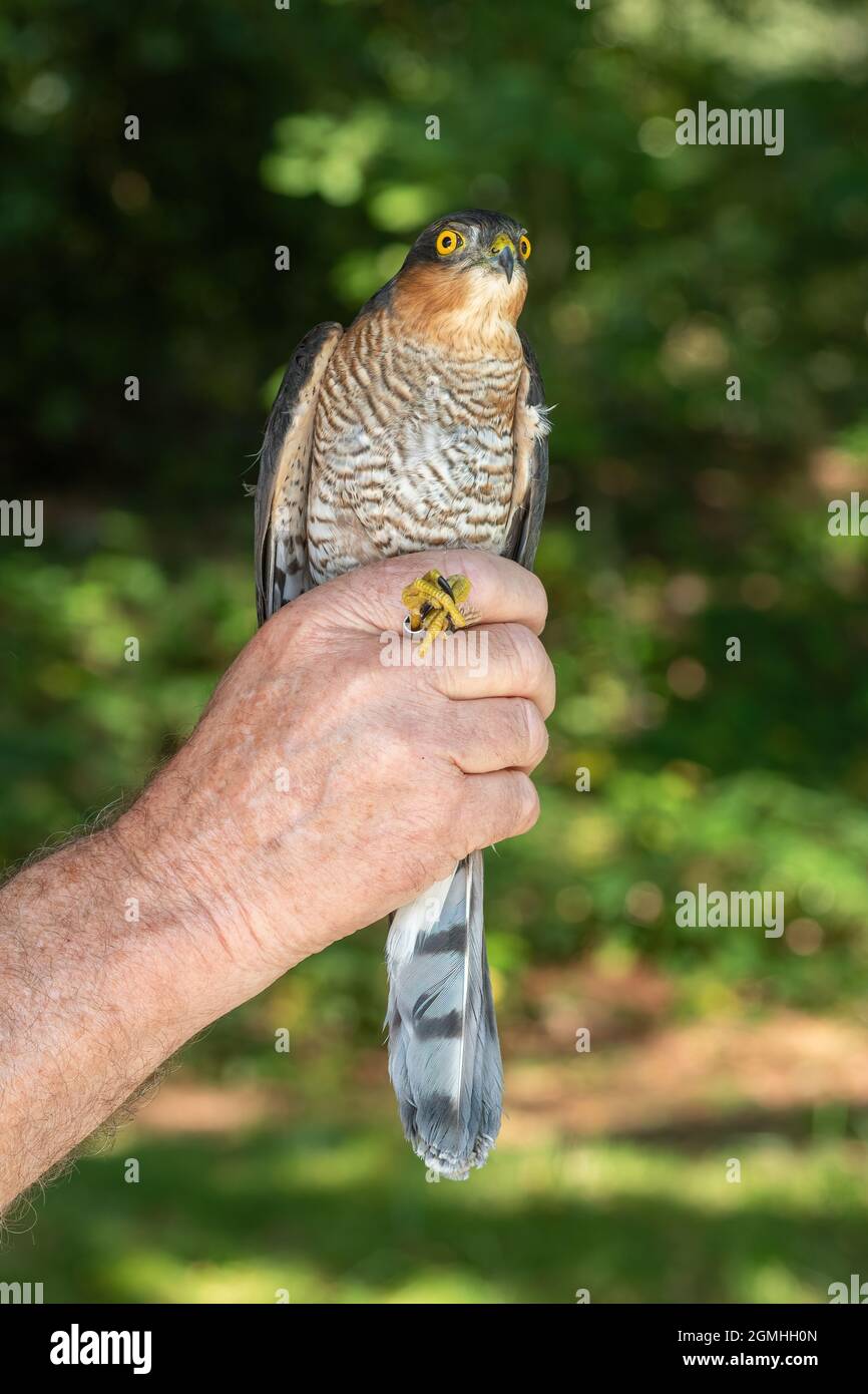 Zenzero per uccelli che tiene uno sparrowwhawk maschio (Accipiter nisus) dopo aver fissato un anello o una fascia per le gambe, pronto a rilasciare l'uccello Foto Stock