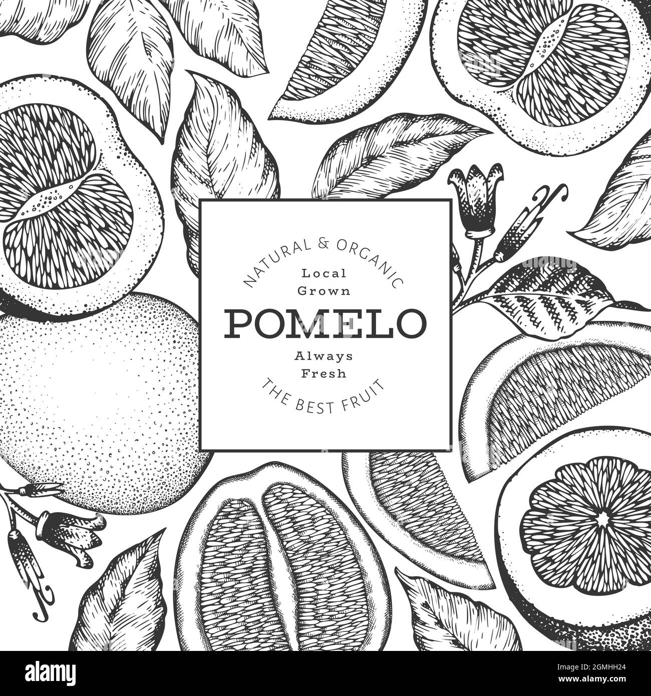 Banner in pomelo disegnato a mano. Illustrazione del vettore della frutta fresca organica. Modello di disegno frutto retrò Illustrazione Vettoriale