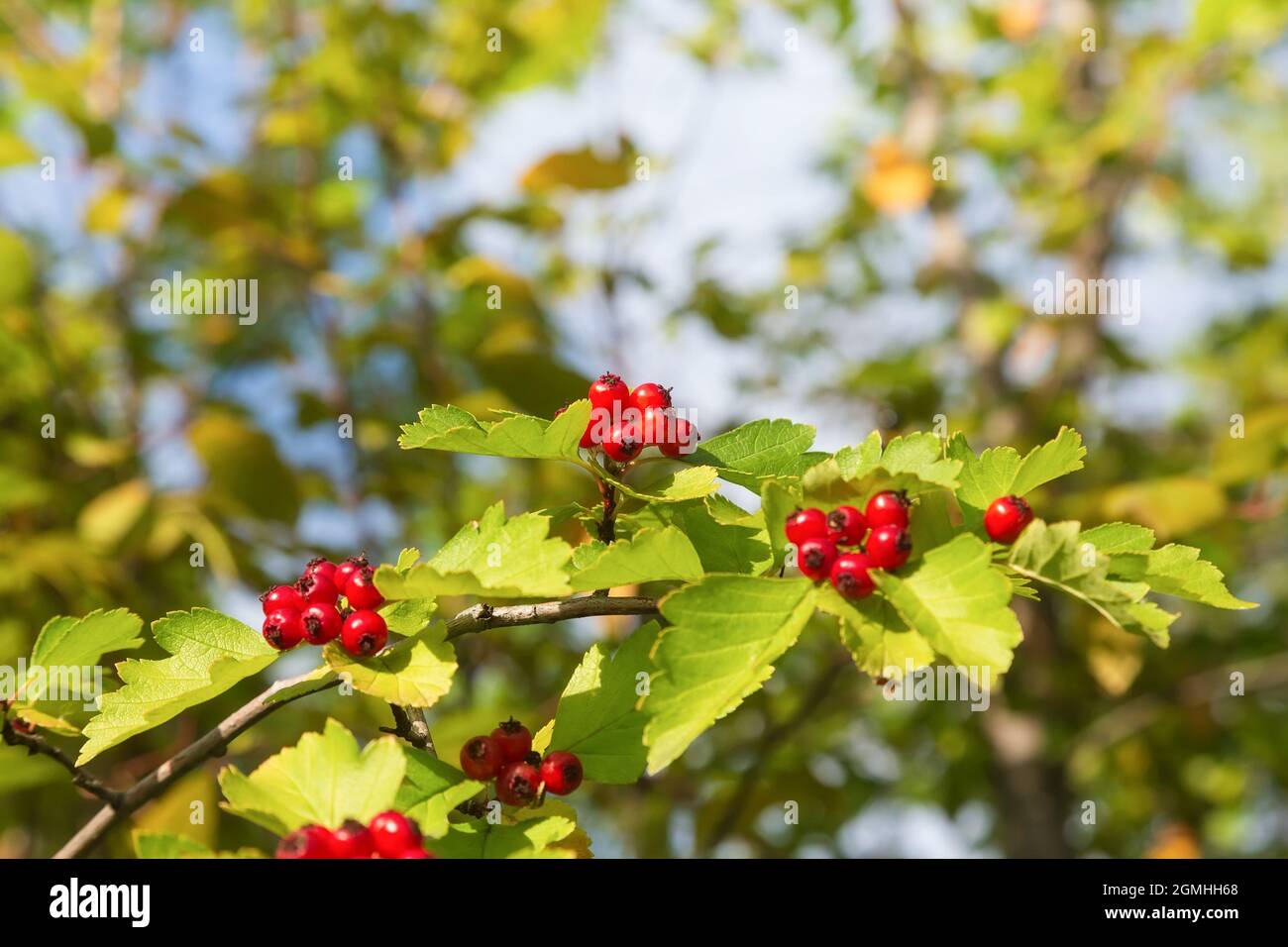 Un ramo di un biancospino con bacche rosse mature, su un morbido sfondo di fogliame Foto Stock