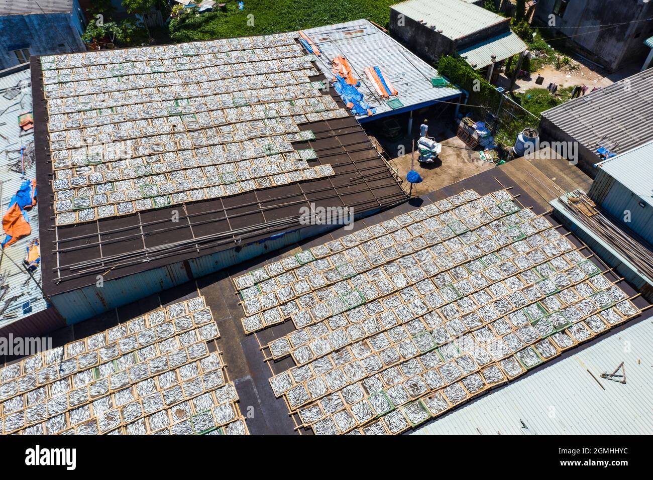 Essiccazione del pesce nella provincia di Ba Ria Vung Tau, Vietnam meridionale Foto Stock