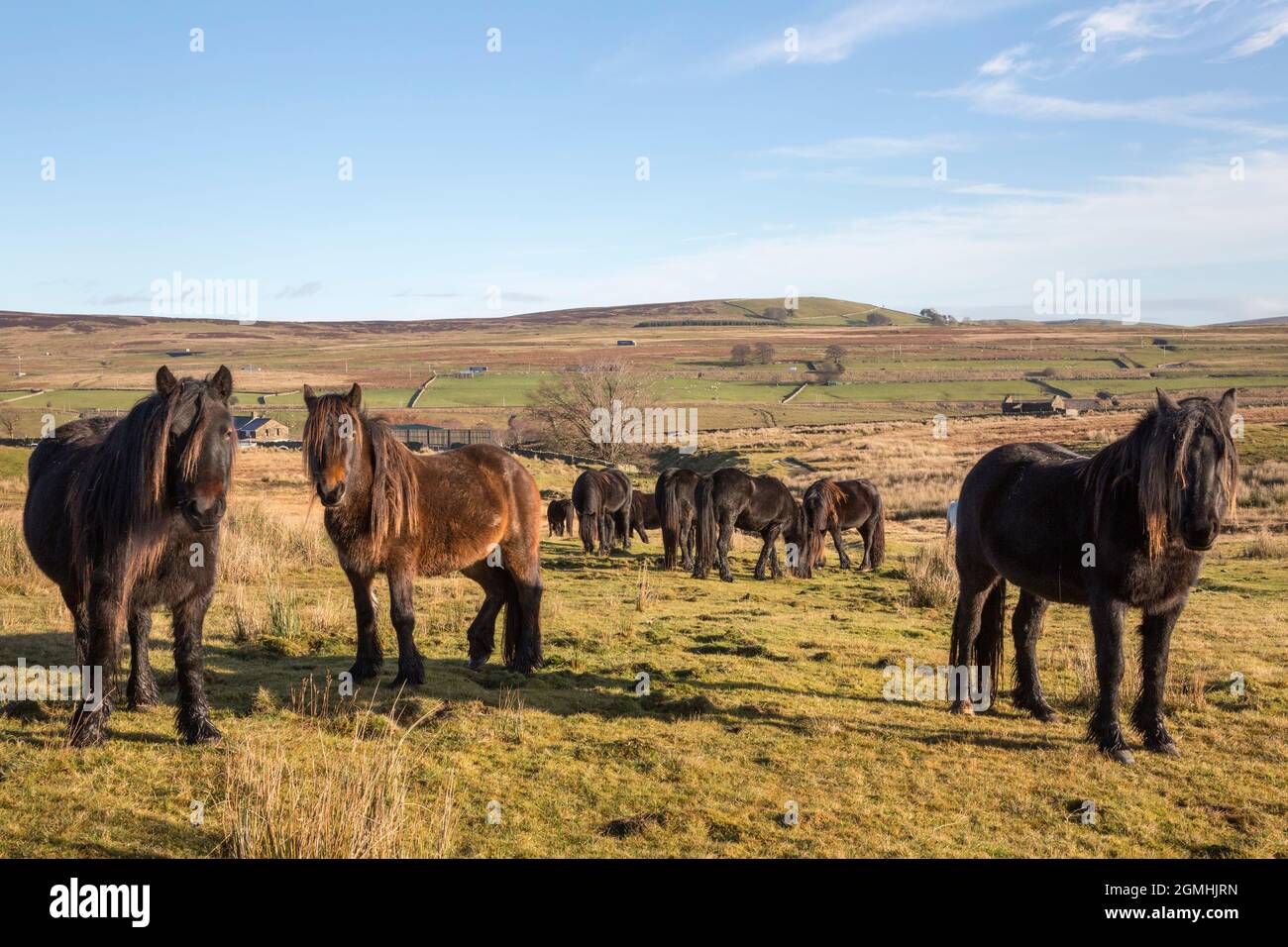 Fell ponies, Greenholme Stud, Stoney Gill Farm, Shap, Cumbria Foto Stock