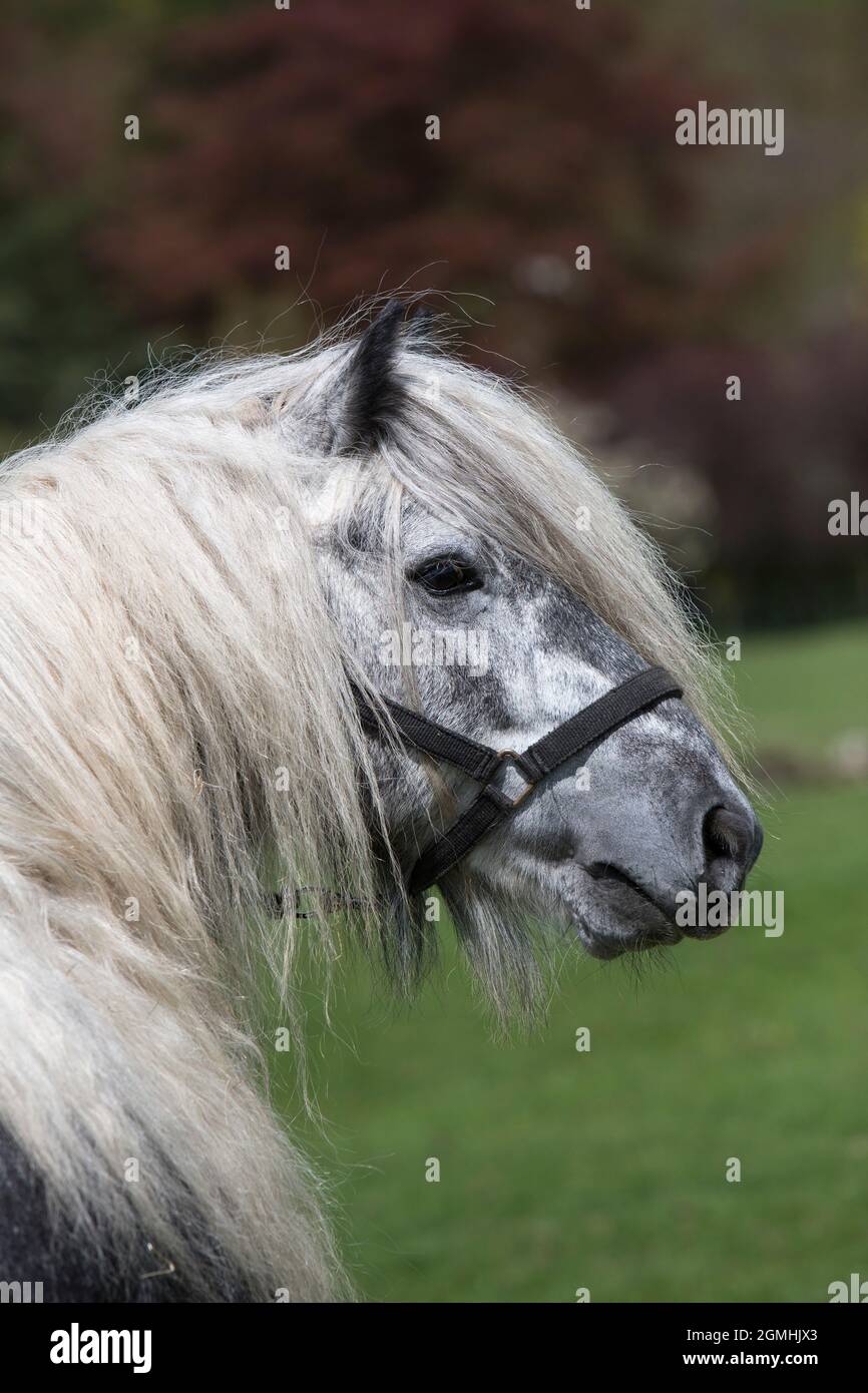 Cadde il pony, Dalemain, Penrith, Cumbria Foto Stock