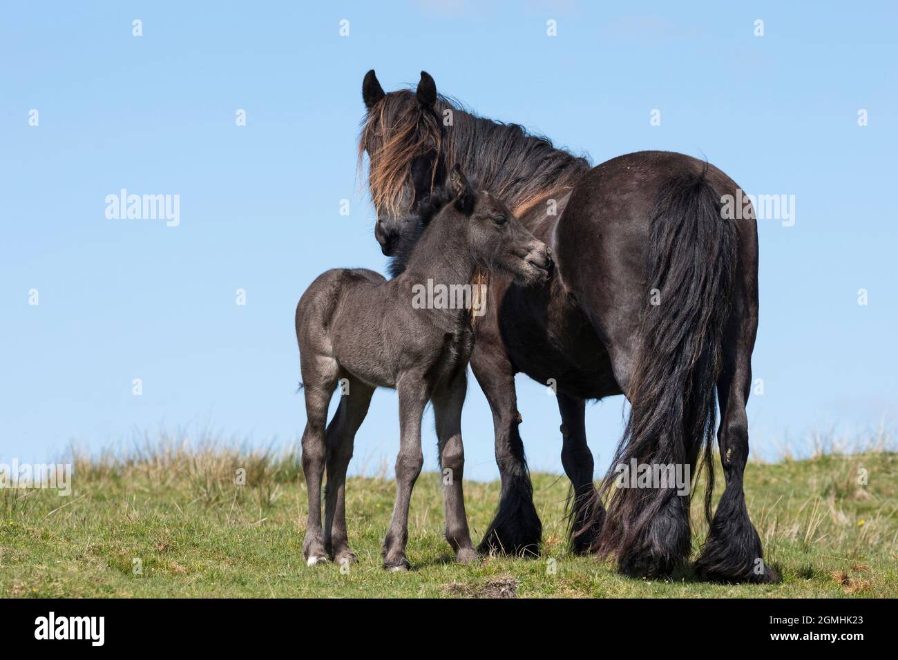 Cadde il pony con il nemico, il prigioniero di Greenholme, la fattoria di Gill di Stoney, lo shap, la Cumbria Foto Stock