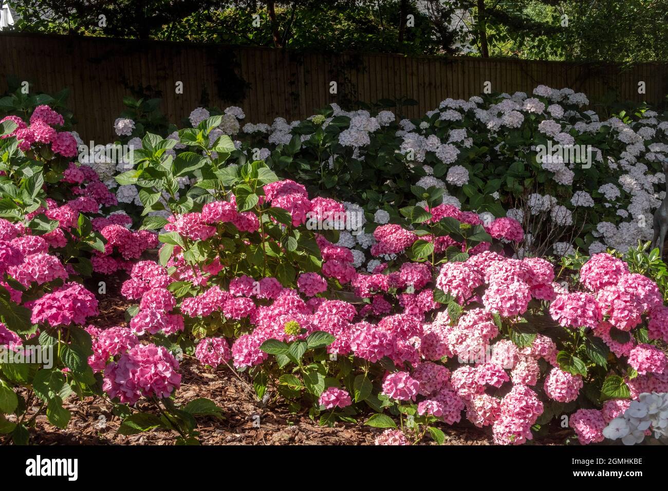 Rosa Mophead Hydrangea macrophylla Renata Steigner in un giardino boscoso. White Hydrangea macrophylla "Mme E. Mouillere" sul retro Foto Stock
