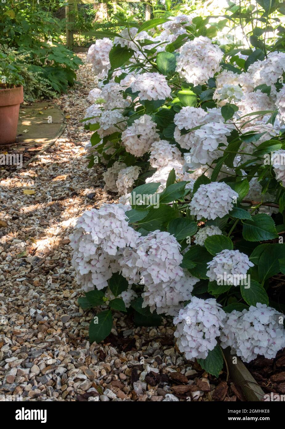 White Hydrangea macrophylla, Motesta Madame Emile Mouillere piantato in massa in un giardino boschivo, Devon, Regno Unito Foto Stock