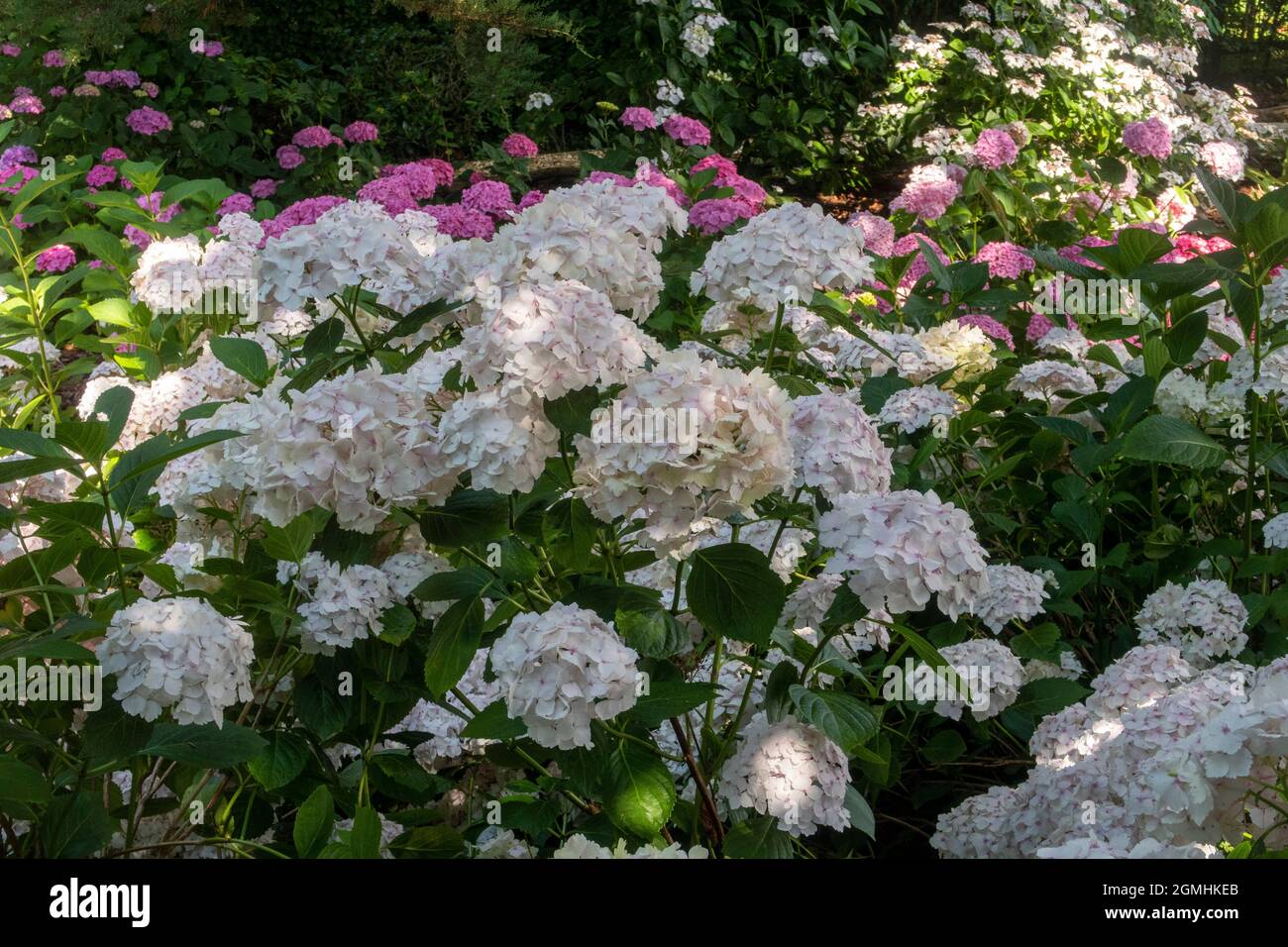 White Hydrangea macrophylla, Motesta Madame Emile Mouillere piantato in massa in un giardino boschivo, Devon, Regno Unito Foto Stock