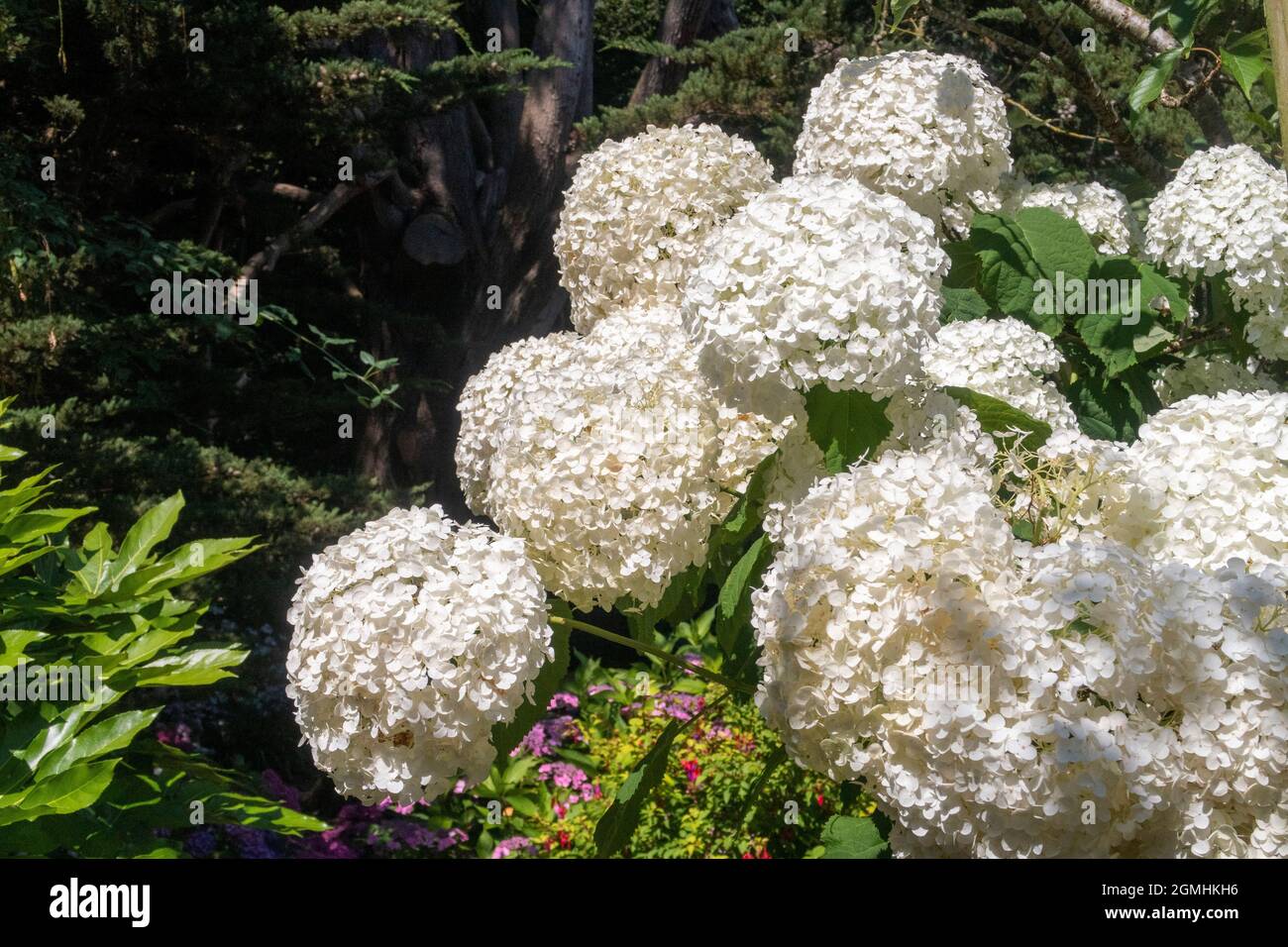 Giganteschi fiori di Hydrangea forte Annabelle Foto Stock