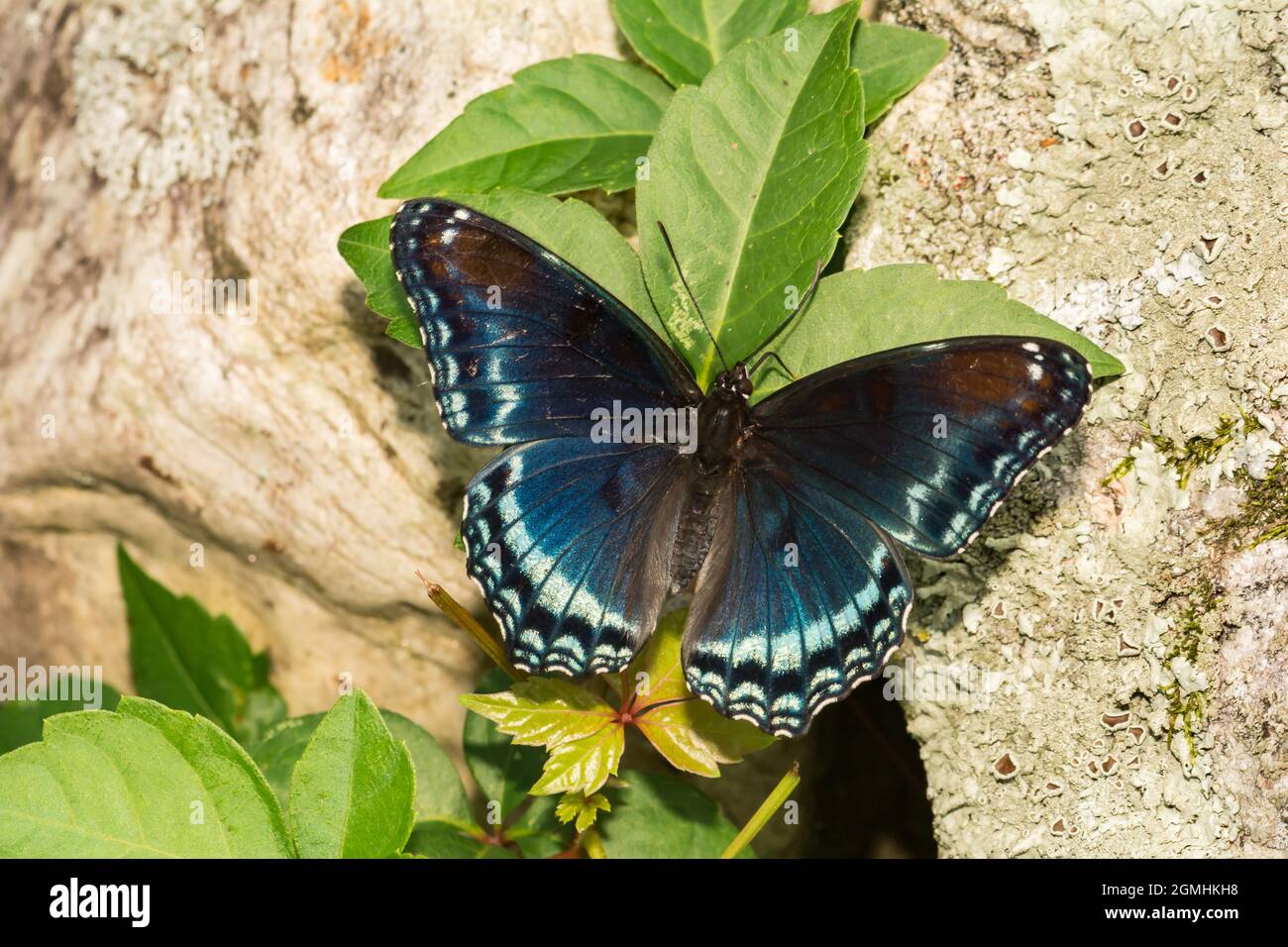 Pezzata di rosso porpora Butterfly (Limenitis arthemis) Foto Stock