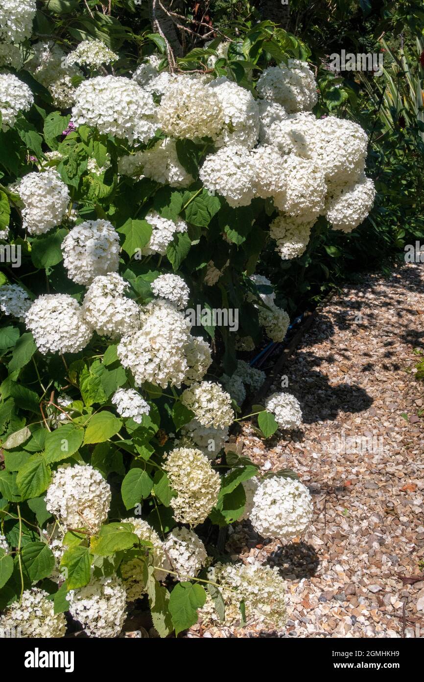 Giganteschi fiori di Hydrangea forte Annabelle Foto Stock