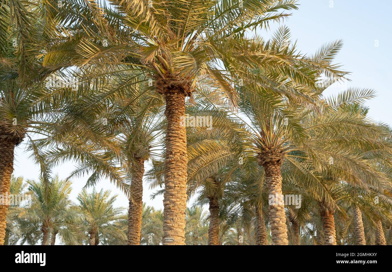 Piantagione di palme da data. Industria agricola tropicale in Medio Oriente. Foto Stock