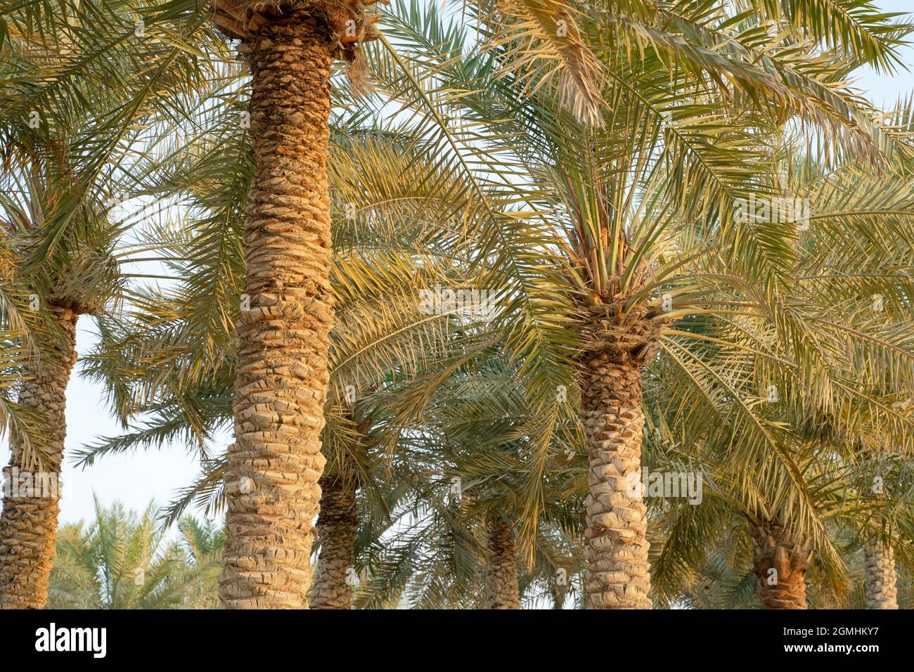 Piantagione di palme da data. Industria agricola tropicale in Medio Oriente. Foto Stock