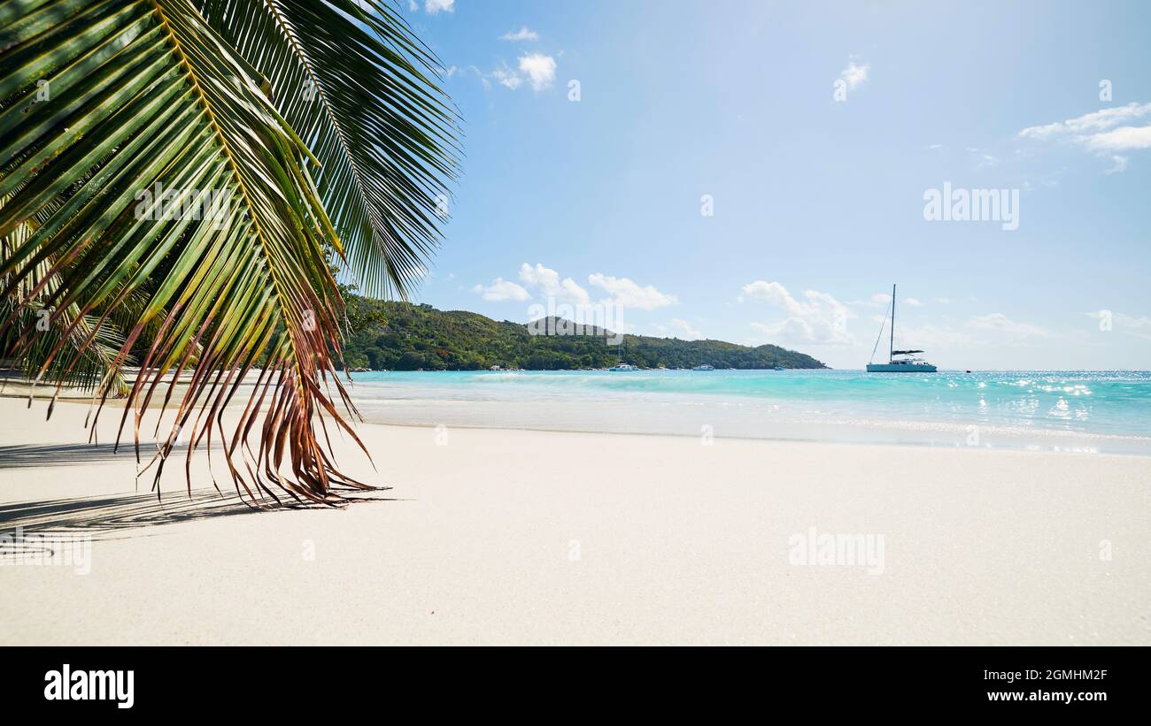 Foglie di palma su una bellissima spiaggia di sabbia bianca con mare turchese. Anse Lazio alle Seychelles. Foto Stock