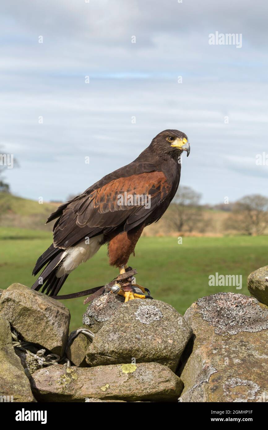 Harris Hawk (Parabuteo unicinctus), uccello cattività falconeria, Cumbria, Regno Unito Foto Stock