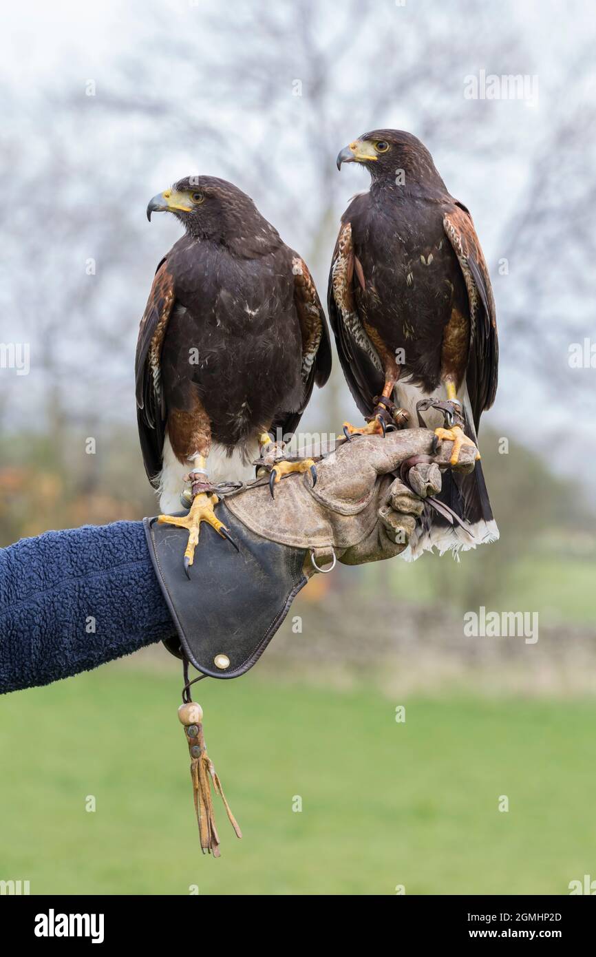 Harris falchi (Parabuteo unicinctus) sul guanto, cattività falconeria uccello, Cumbria, Regno Unito Foto Stock