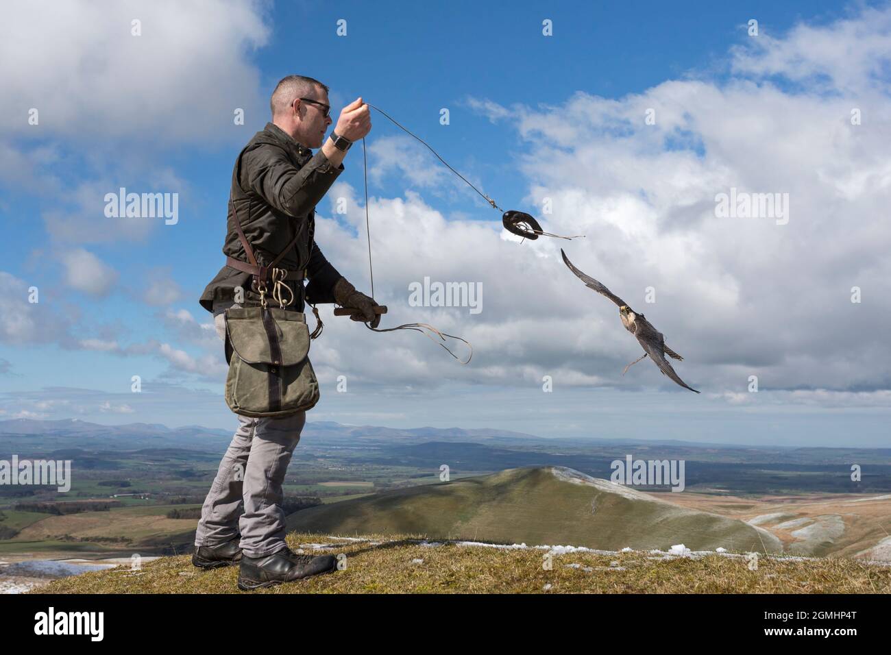 Lanner falcon (Falco biarmicus) in volo per allure, cattività falconeria uccello, Cumbria, Regno Unito Foto Stock