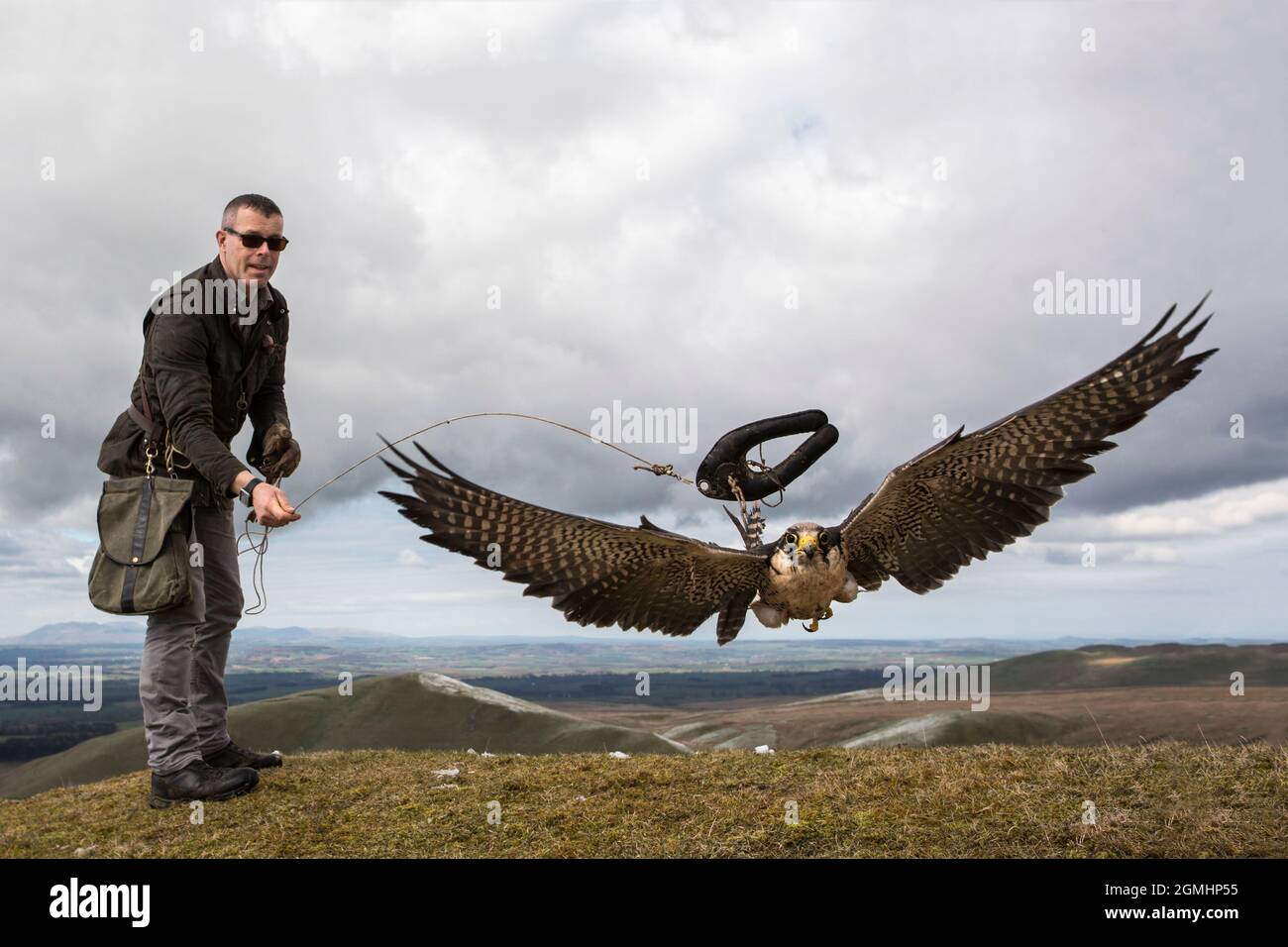 Lanner falcon (Falco biarmicus) in volo per allure, cattività falconeria uccello, Cumbria, Regno Unito Foto Stock