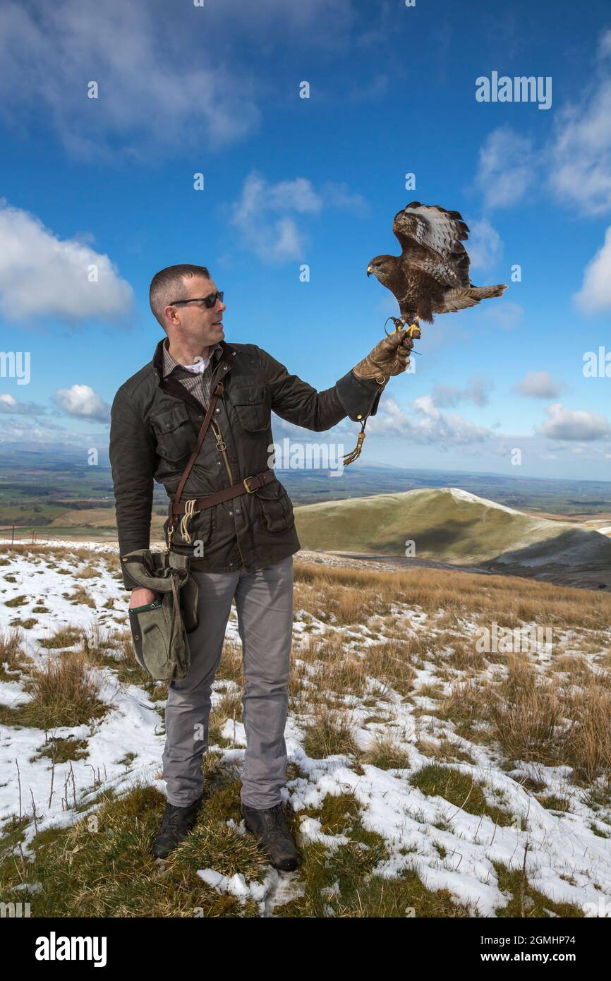 Buzzard comune (Buteo buteo) sul guanto, cattività falconeria uccello, Cumbria, Regno Unito Foto Stock