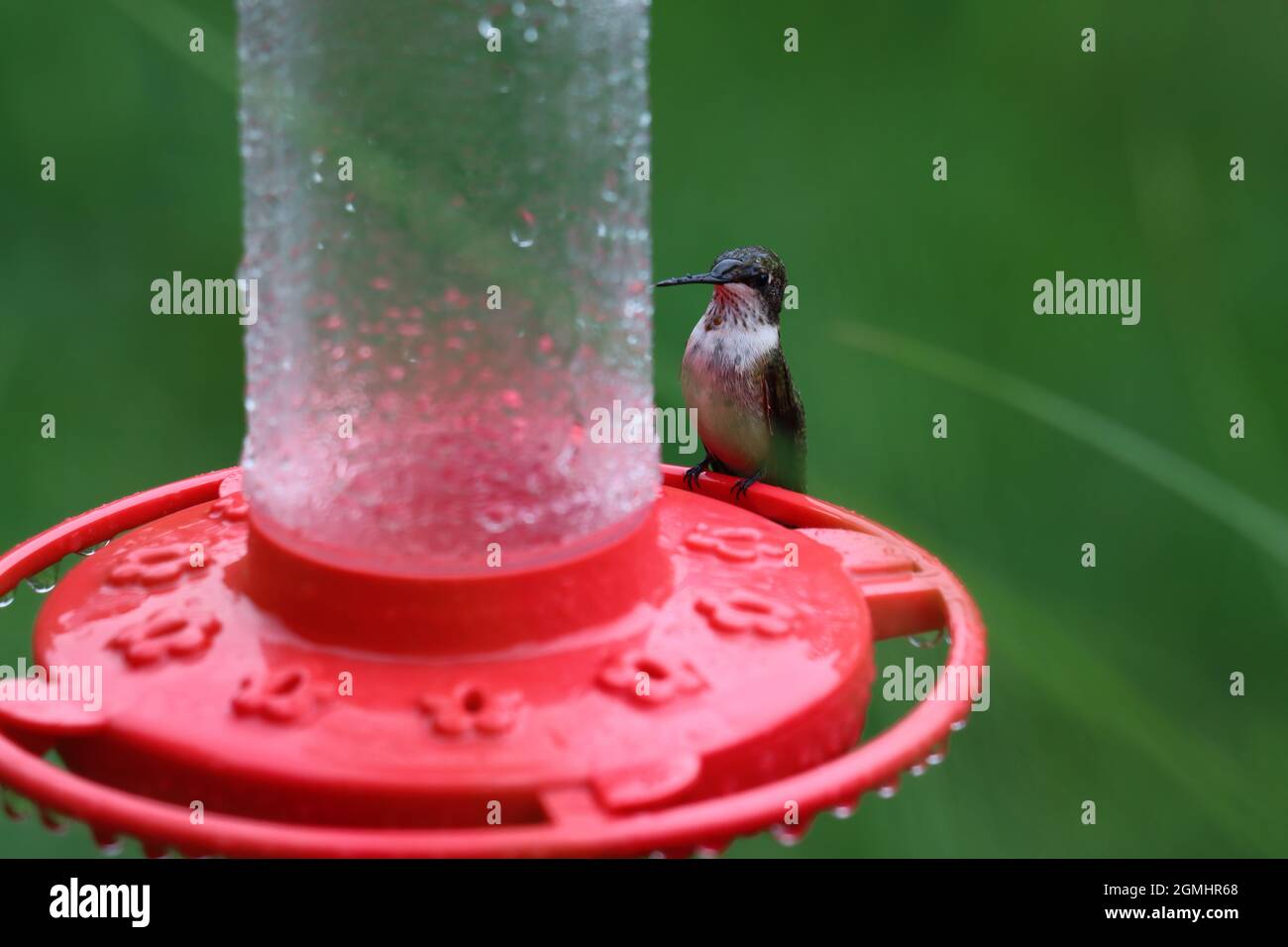 Un colibrì umido con gola di rubino seduto ad un alimentatore di colibrì durante una doccia estiva con la pioggia Foto Stock