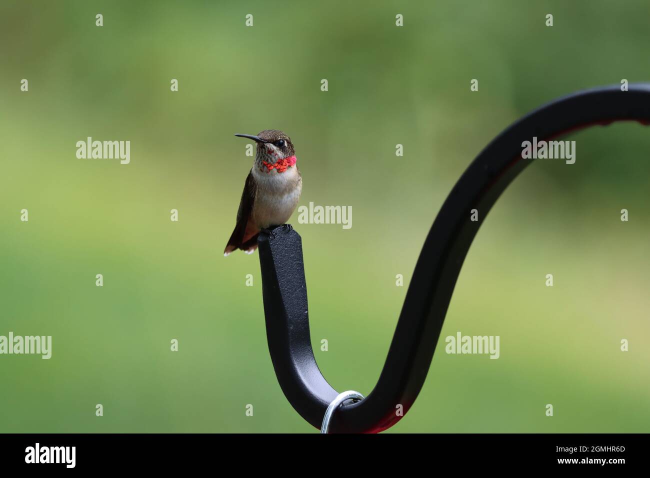 Un giovane colibrì maschio con gola di rubino che inizia a sviluppare le sue piume rosse del collo Foto Stock