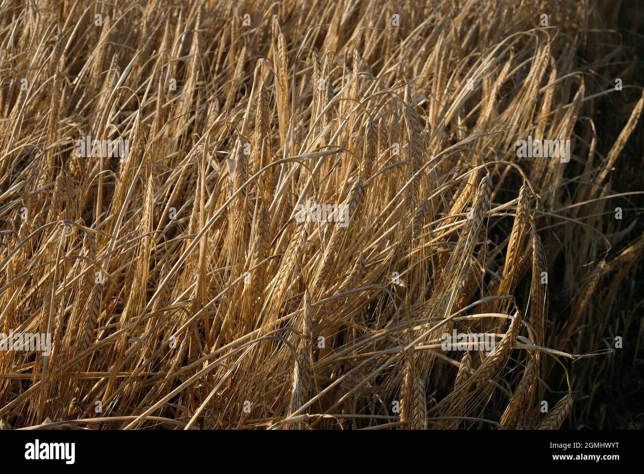 Un raccolto di orzo maturato - hordeum vulgare - in un campo agricolo Herefordshire, Inghilterra, Regno Unito Foto Stock