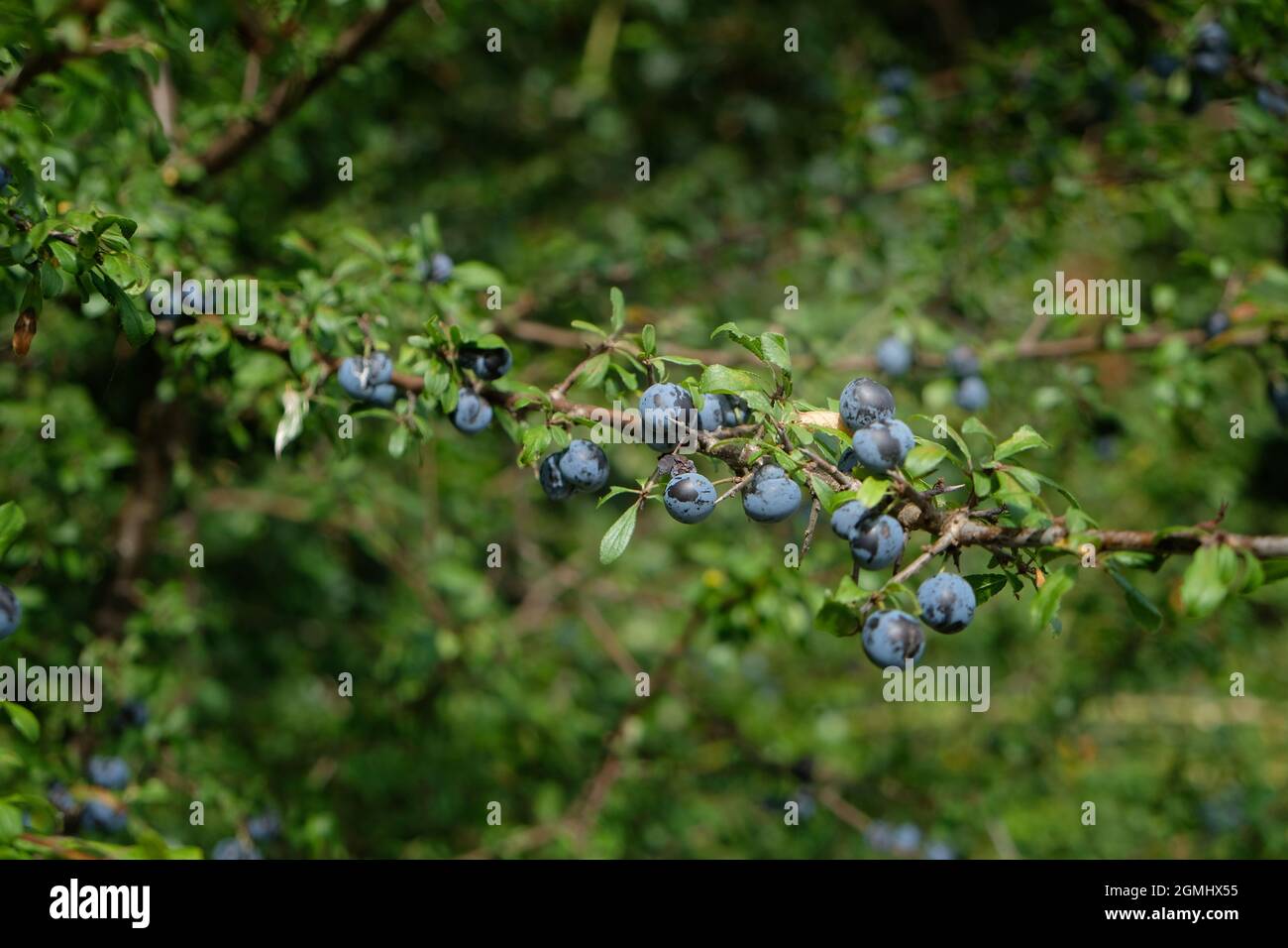 Bacche di sloe mature su un albero di nero - Prunus spinosa. La frutta è utilizzata per la produzione di sloe gin Foto Stock