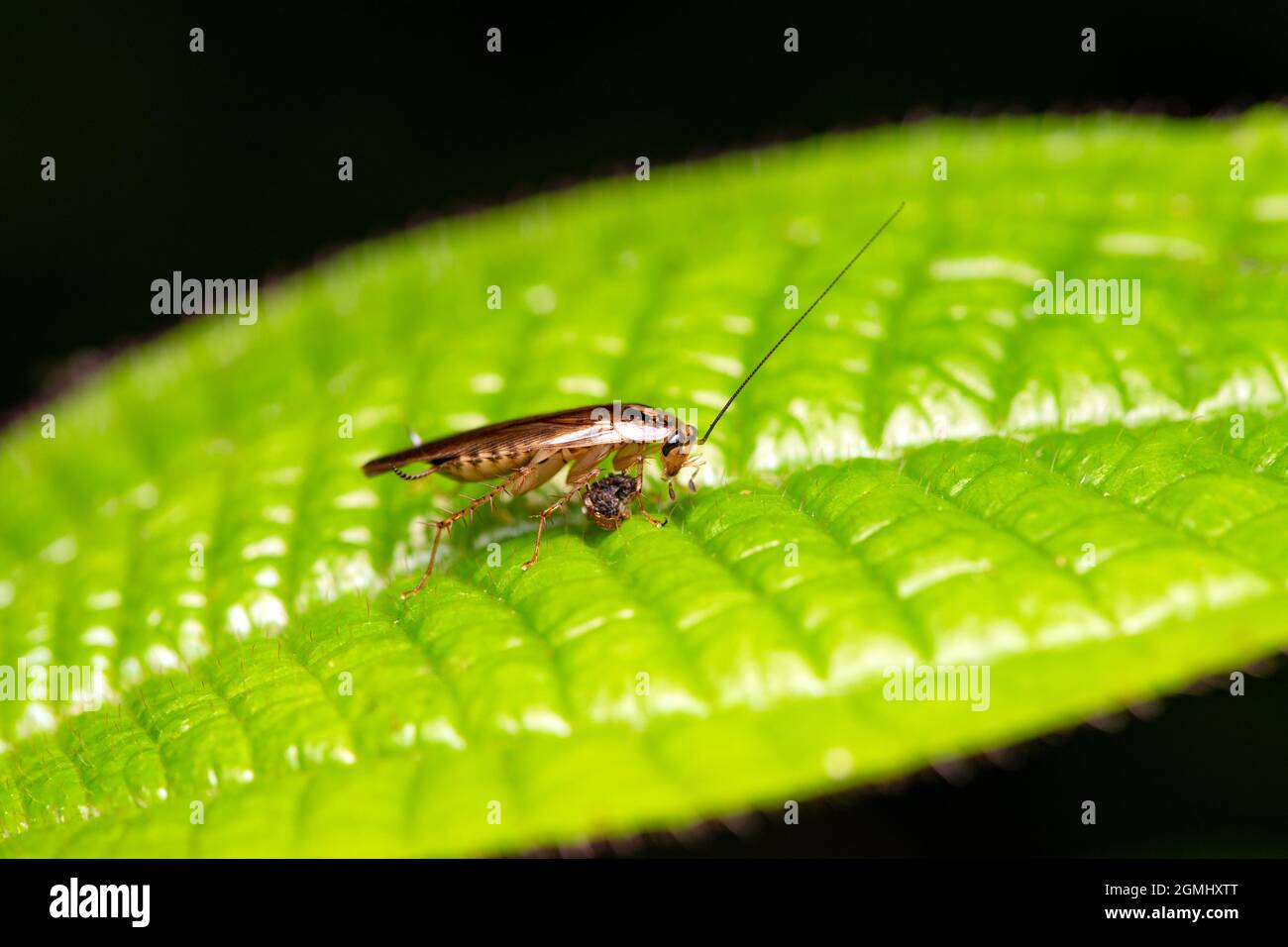 Ectobius sylvestris (scarafaggio foresta) su foglia Foto Stock