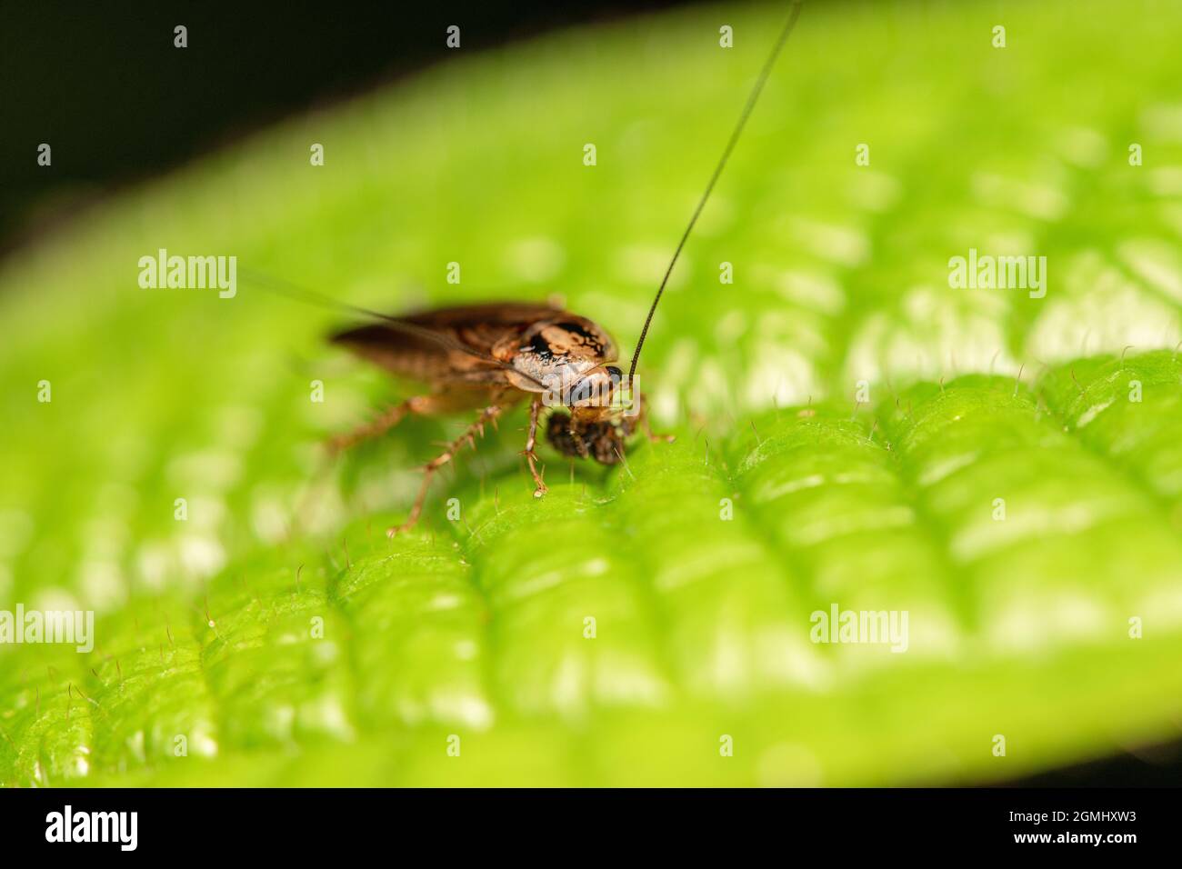 Ectobius sylvestris (scarafaggio foresta) su foglia Foto Stock
