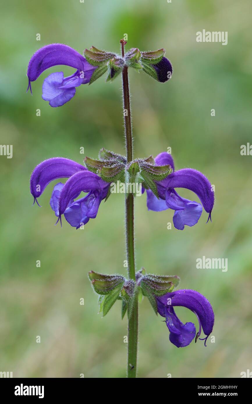 vista laterale di un bel fiore blu di salvia prato con sfondo sfocato Foto Stock