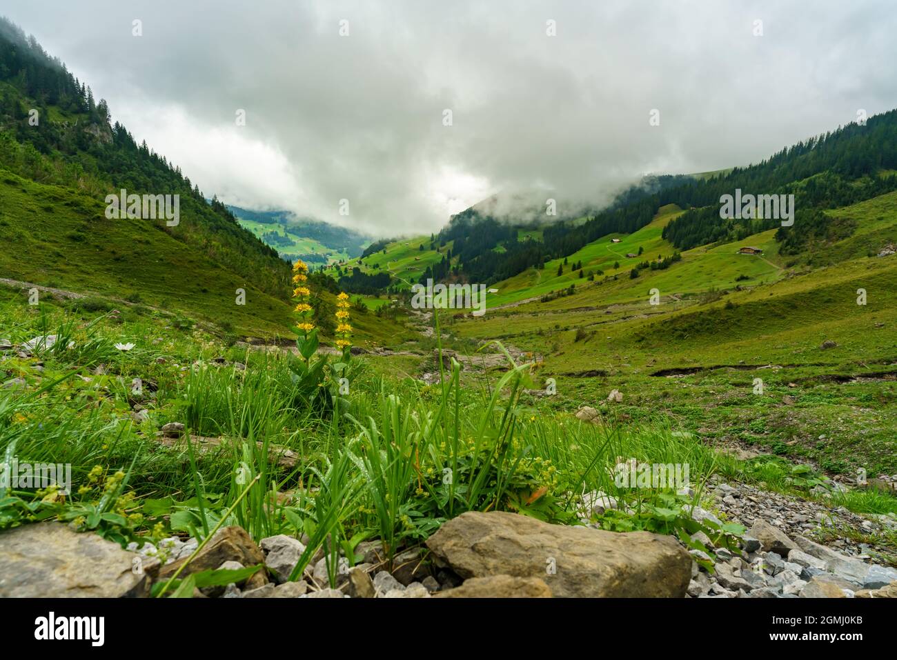 Vista su una giornata polverosa attraverso la valle di Adelboden, Svizzera. Aussicht von Adelboden durch das tal mit Wälder und Wiesen an einem bewölkten Tag Foto Stock